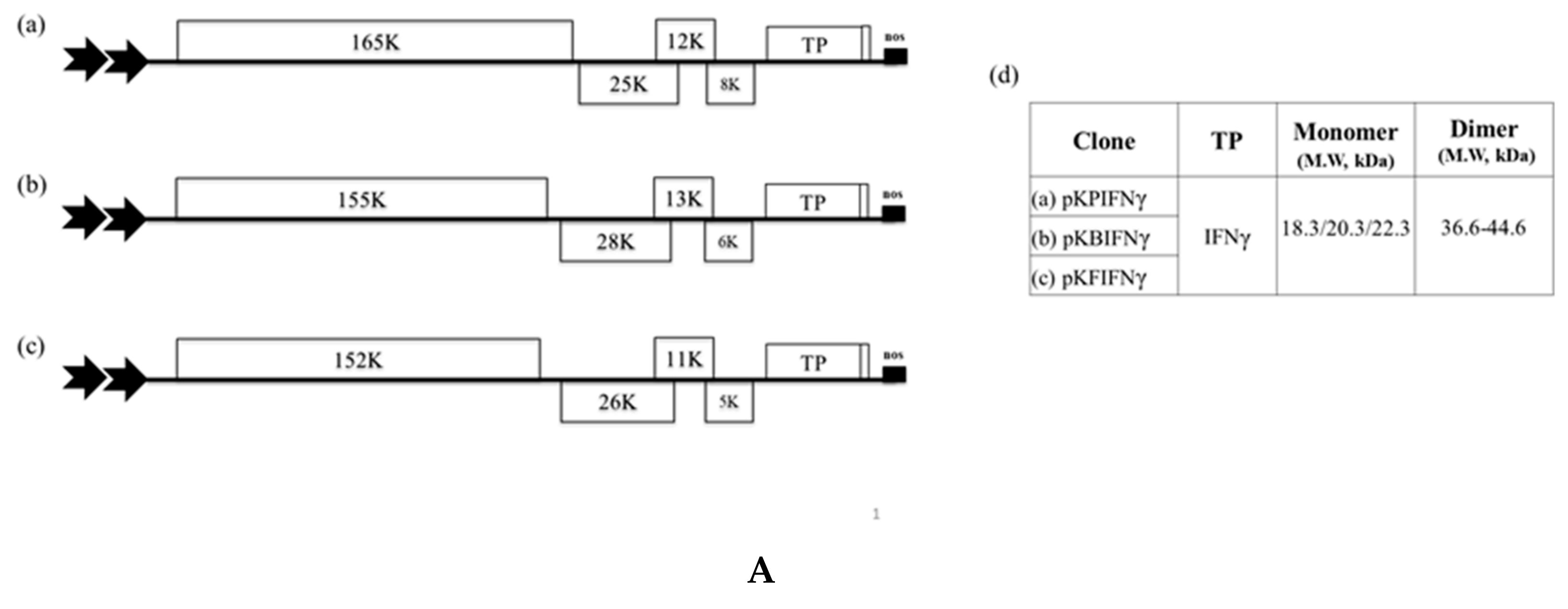 Viruses 11 00509 g001a Viruses 11 00509 g001a