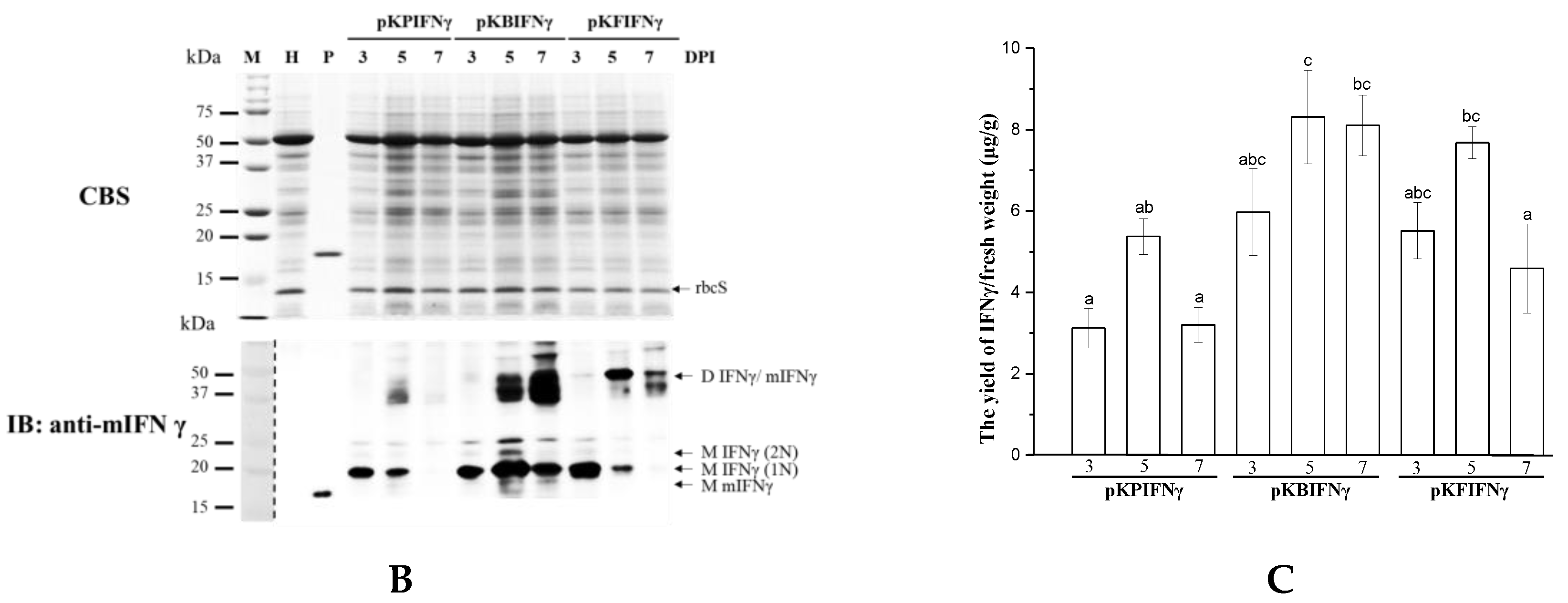 Viruses 11 00509 g001b Viruses 11 00509 g001b