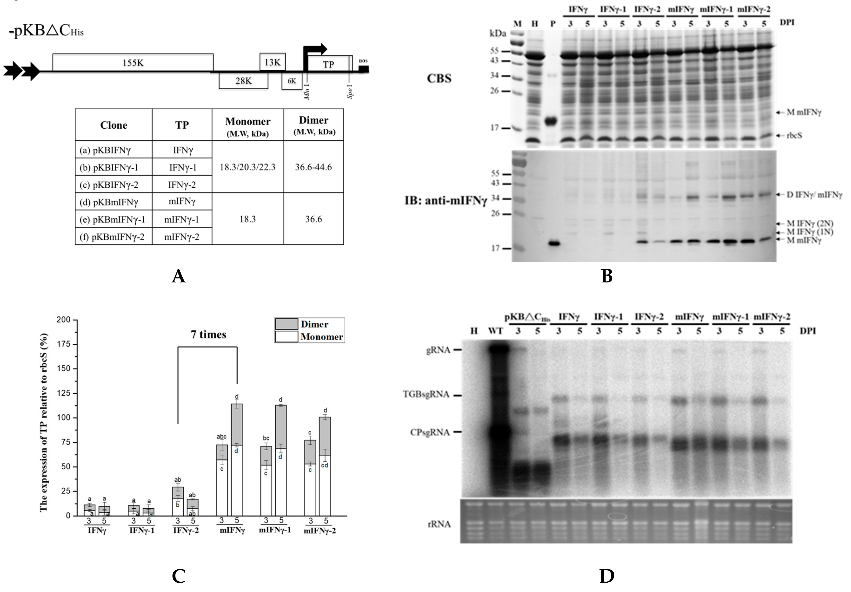 Viruses 11 00509 g002 Viruses 11 00509 g002