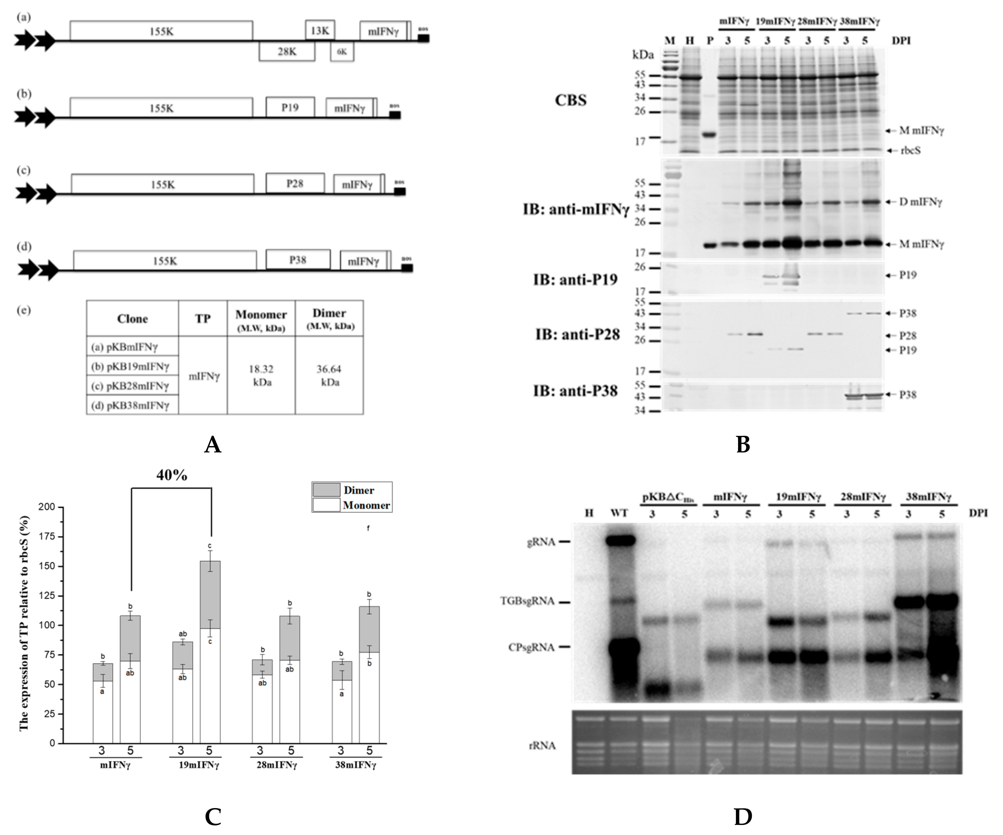 Viruses 11 00509 g004 Viruses 11 00509 g004