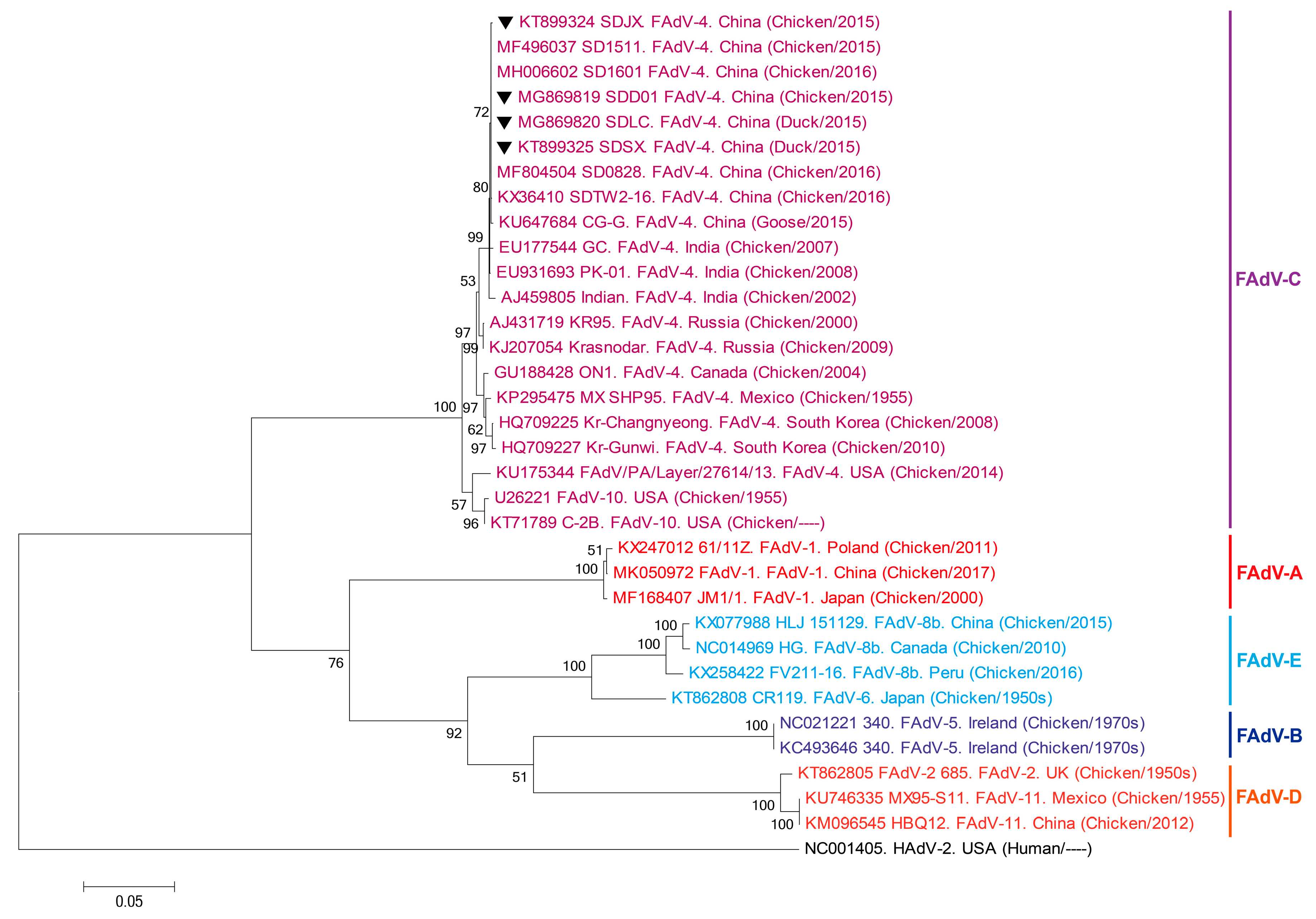 Viruses 11 00517 g003 Viruses 11 00517 g003