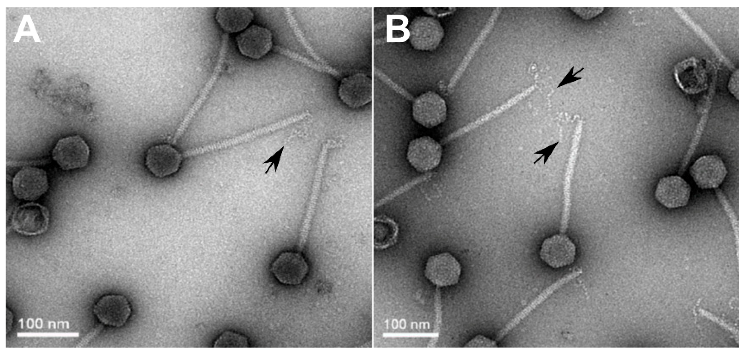 Viruses 11 00520 g001 Viruses 11 00520 g001