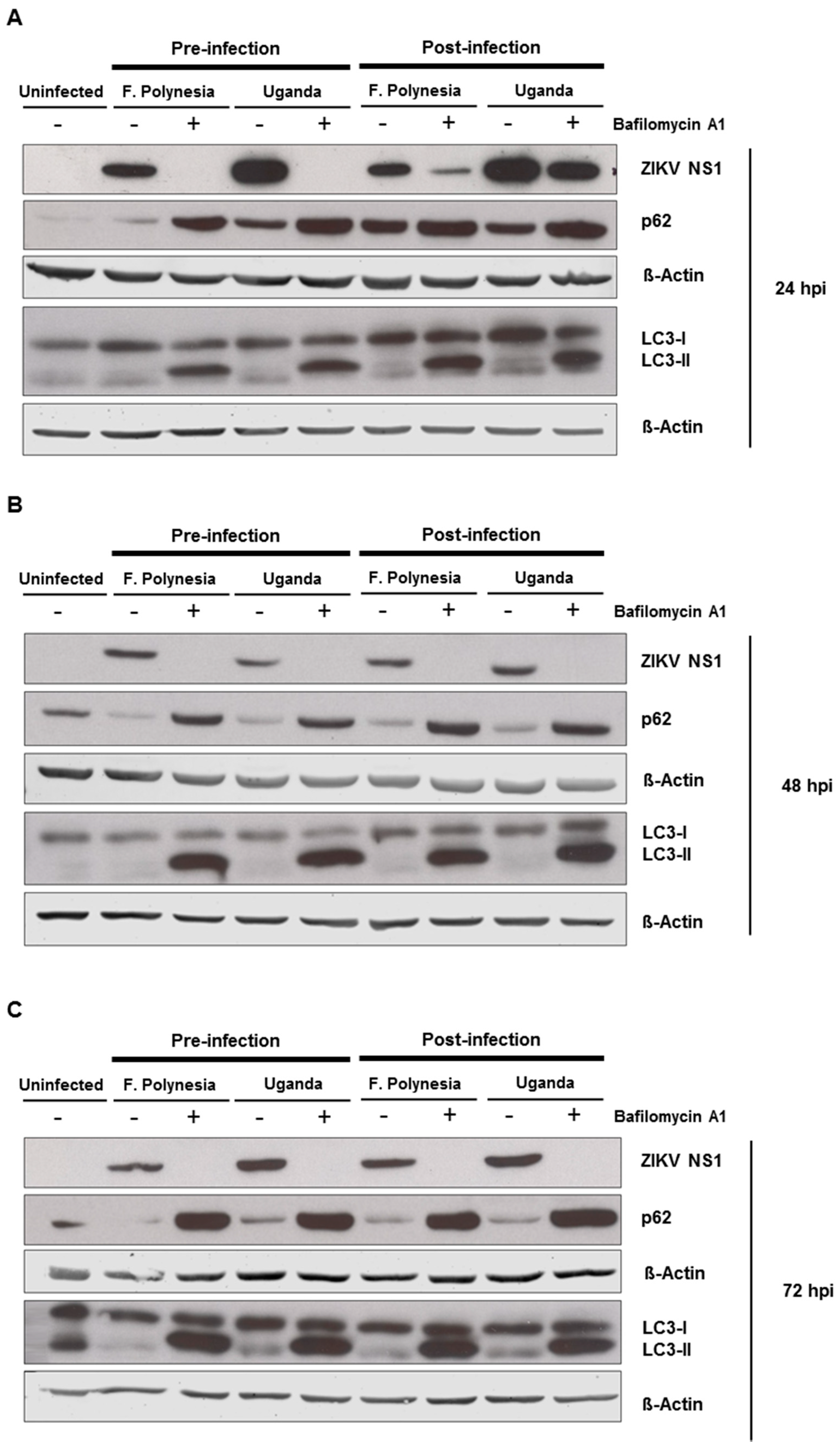 Viruses 11 00524 g005a Viruses 11 00524 g005a
