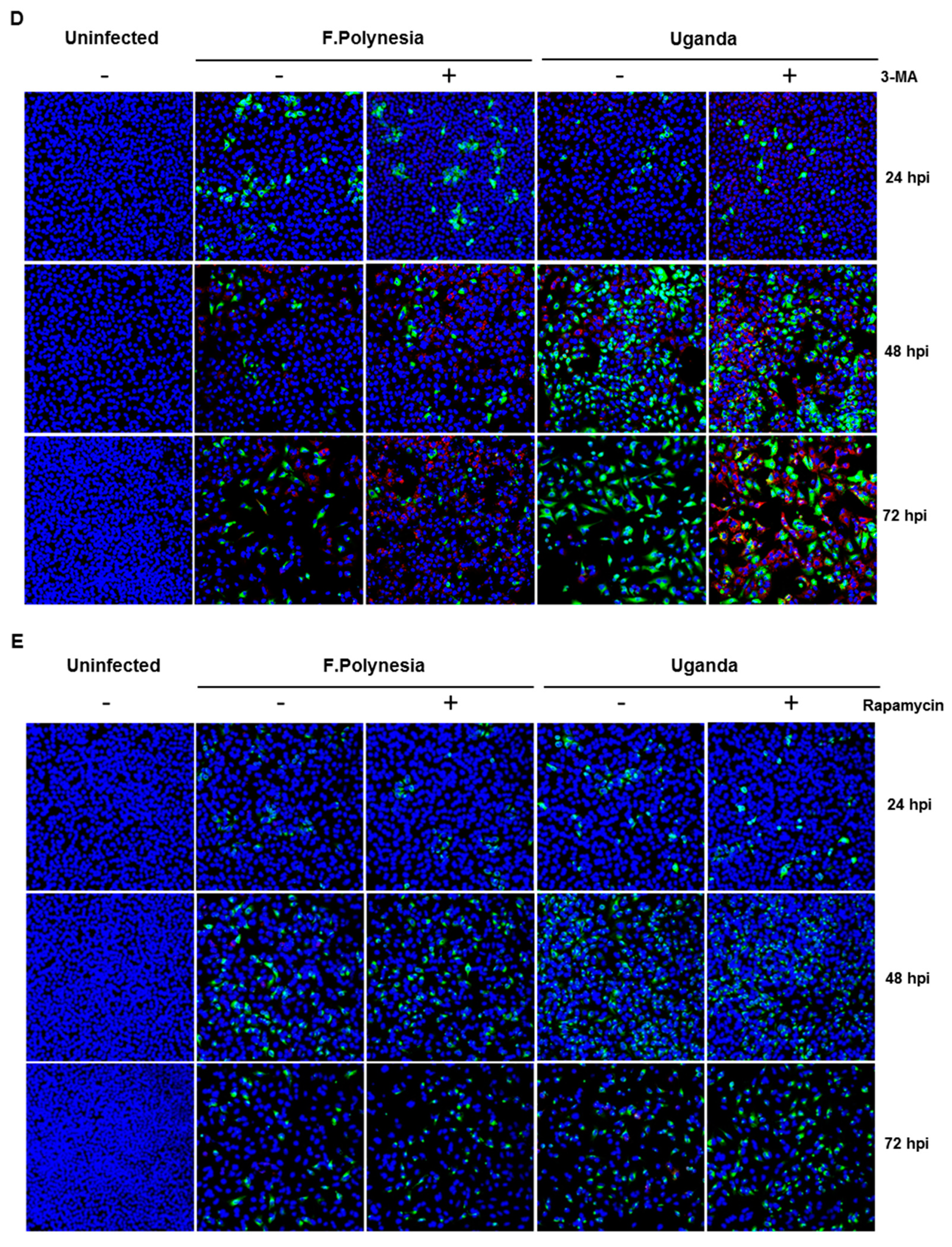 Viruses 11 00524 g005b Viruses 11 00524 g005b