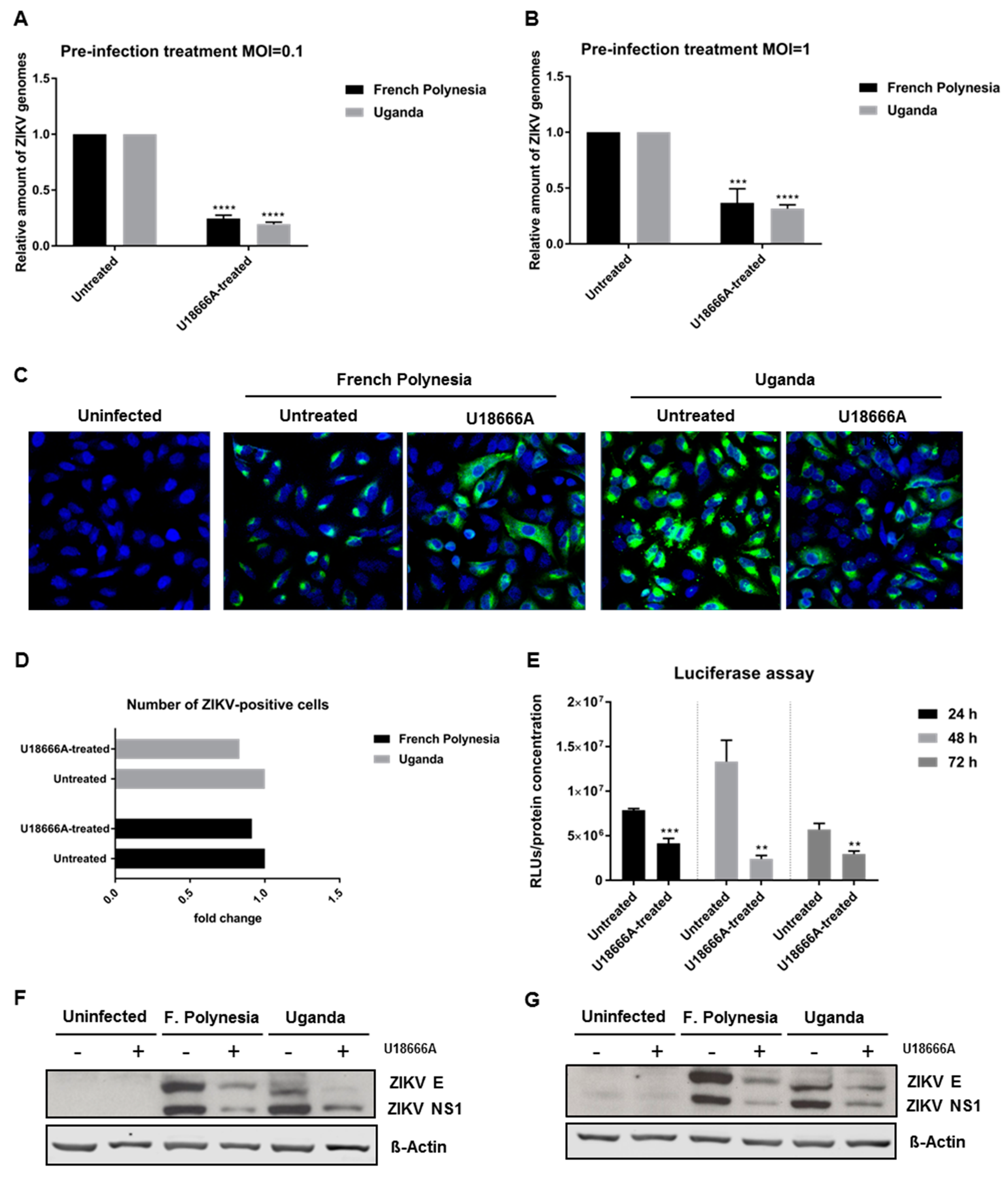 Viruses 11 00524 g008 Viruses 11 00524 g008