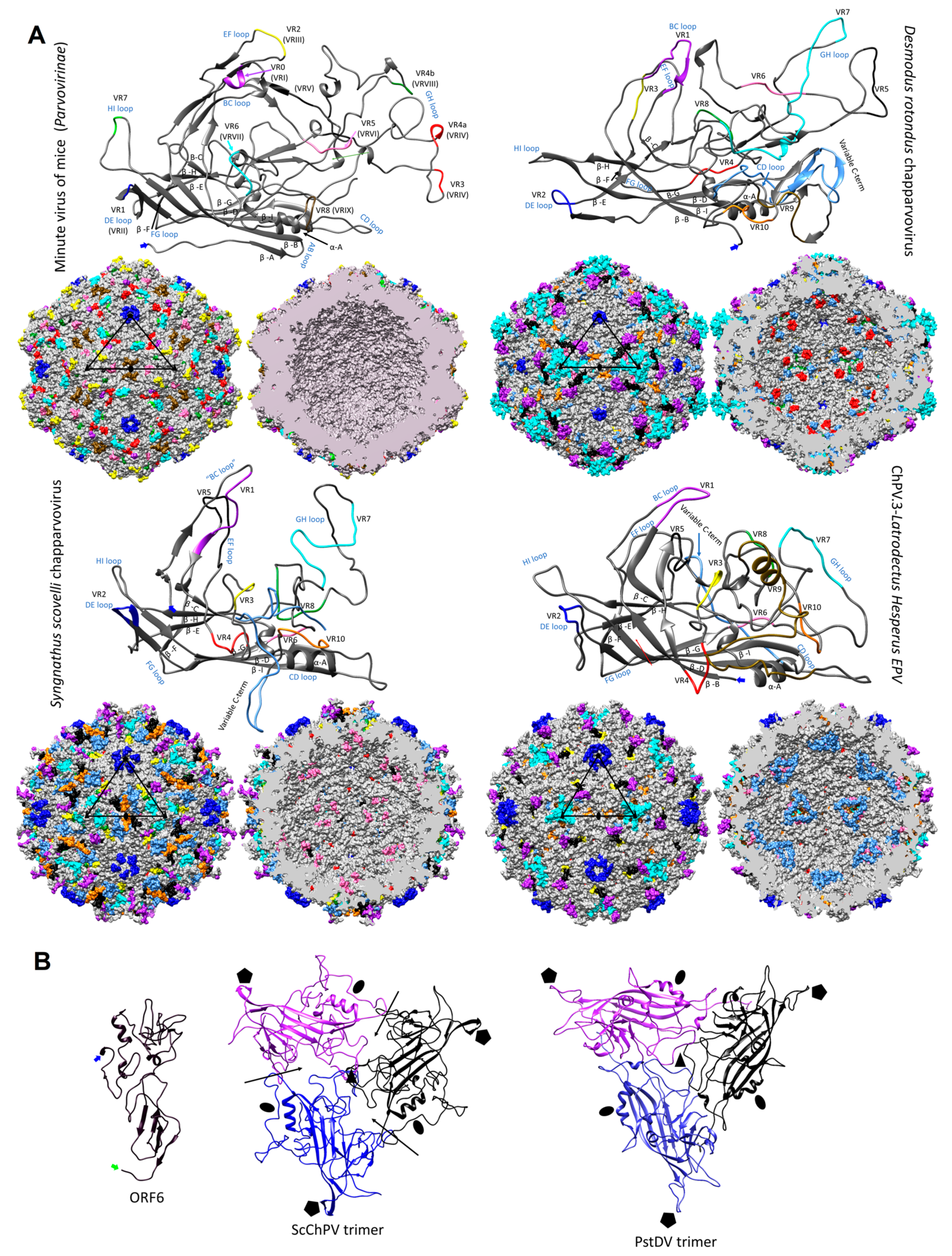 Viruses 11 00525 g006 Viruses 11 00525 g006