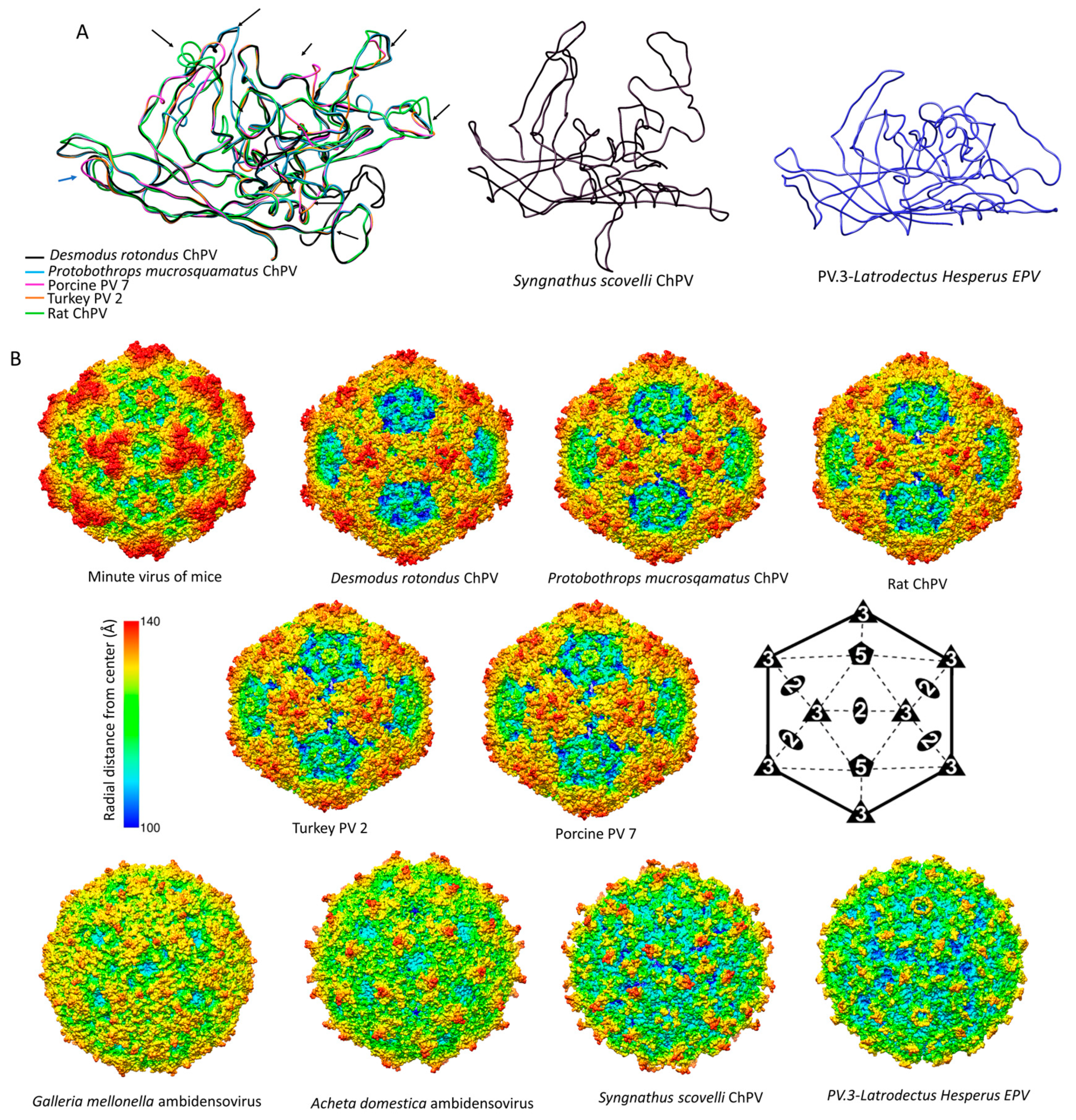 Viruses 11 00525 g007 Viruses 11 00525 g007