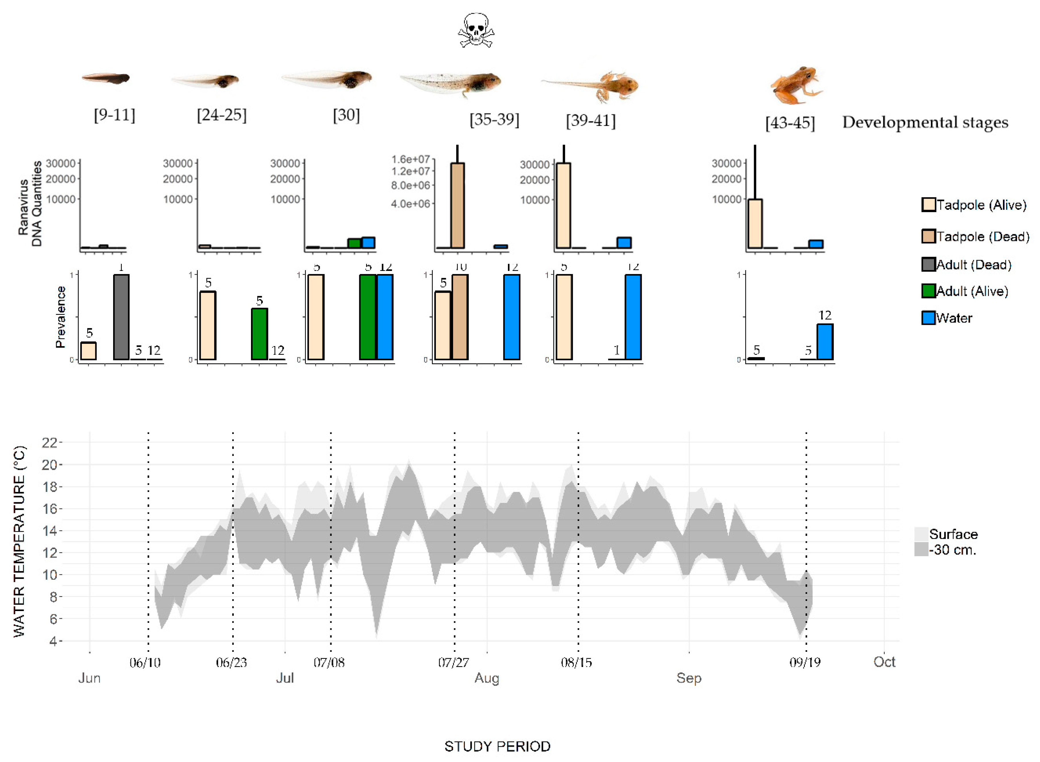 Viruses 11 00526 g002 Viruses 11 00526 g002