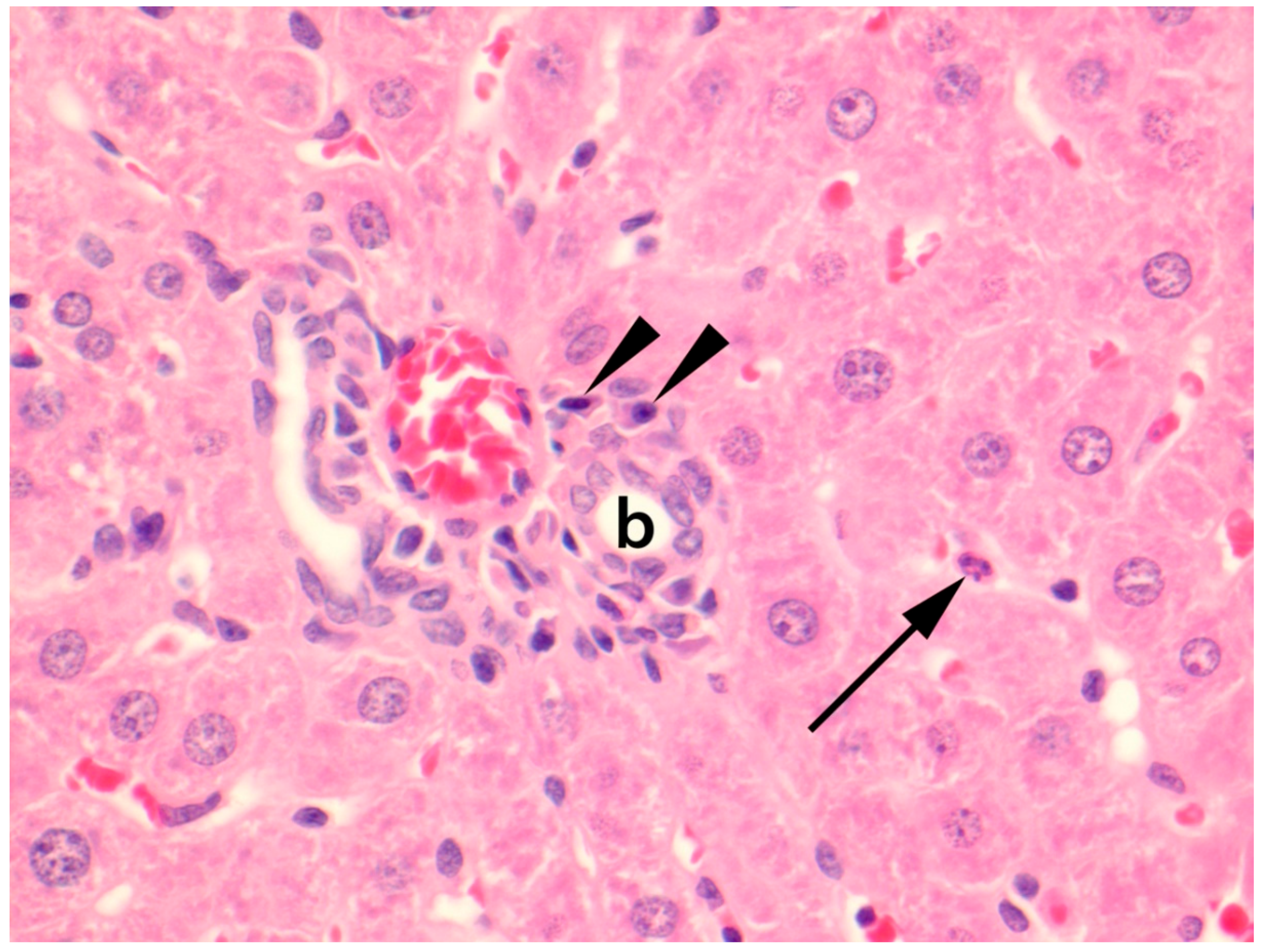 Viruses 11 00531 g003