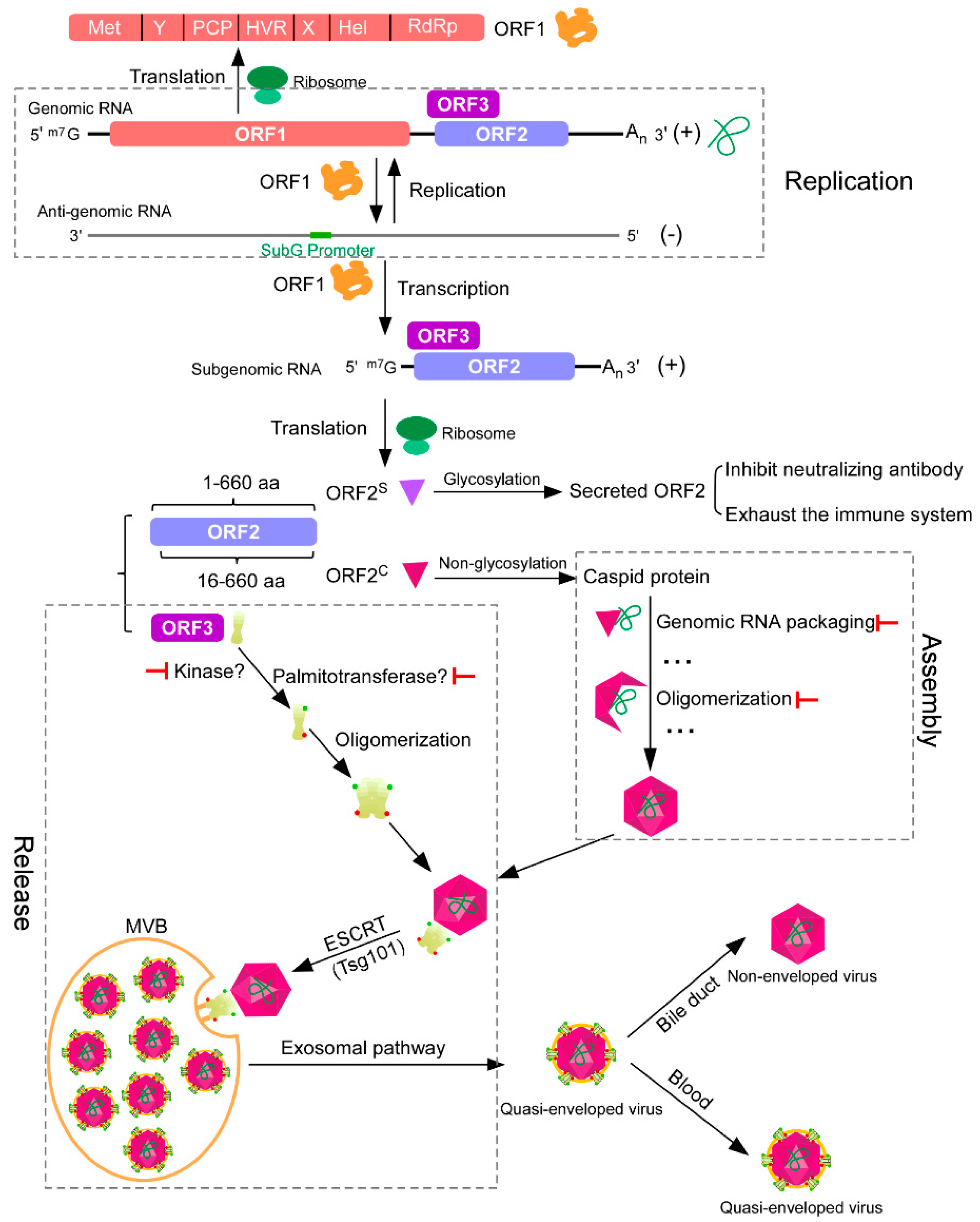 Viruses 11 00539 g001