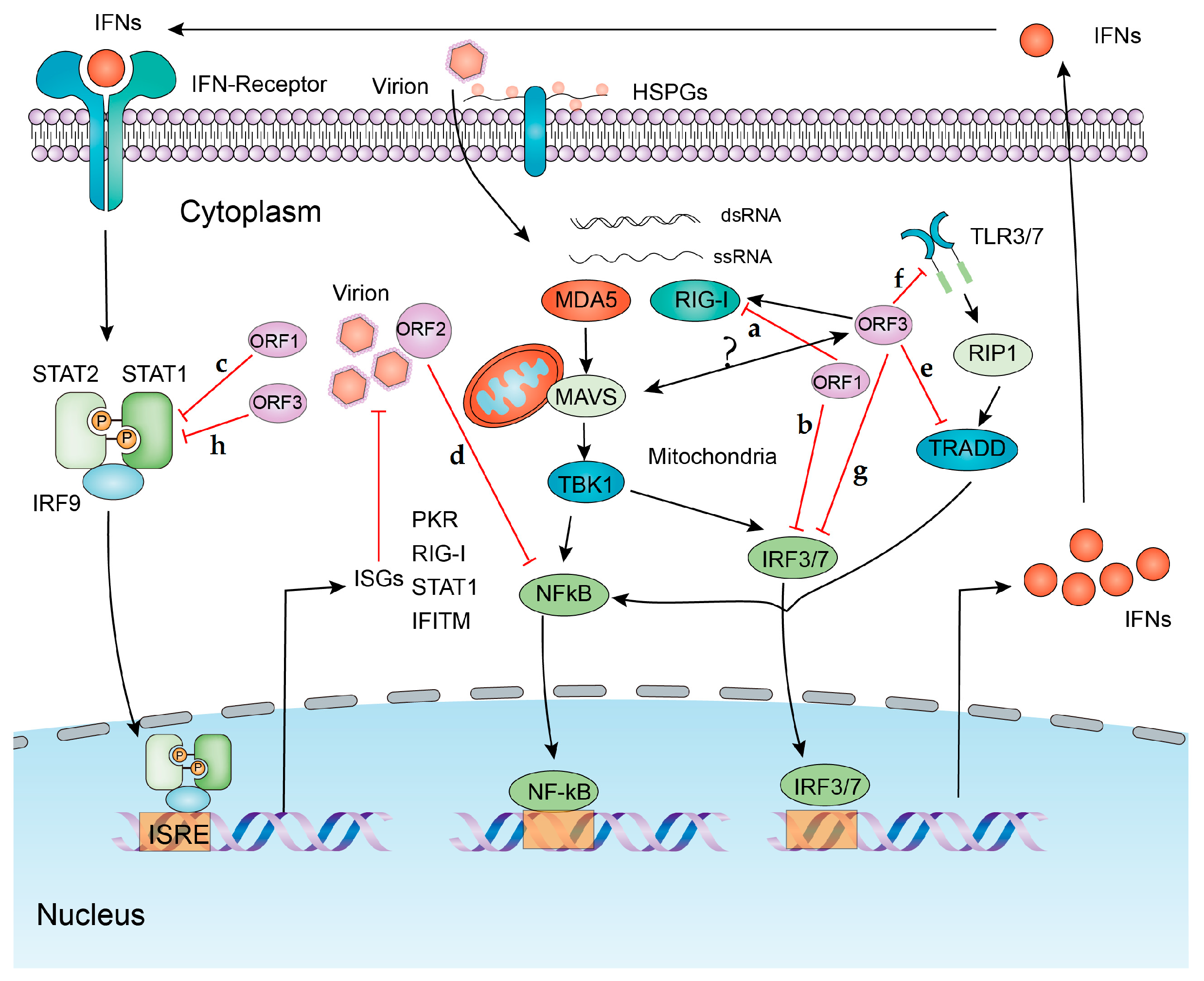 Viruses 11 00541 g001