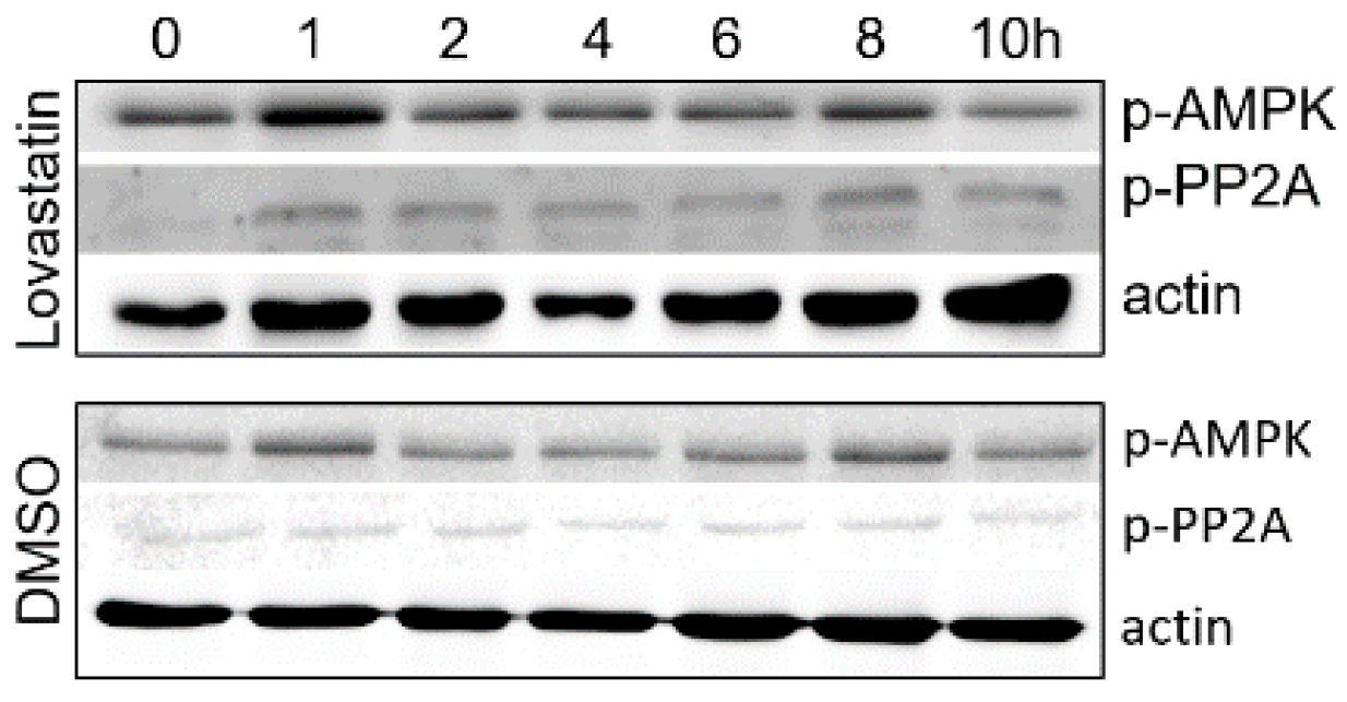 Viruses 11 00544 g002