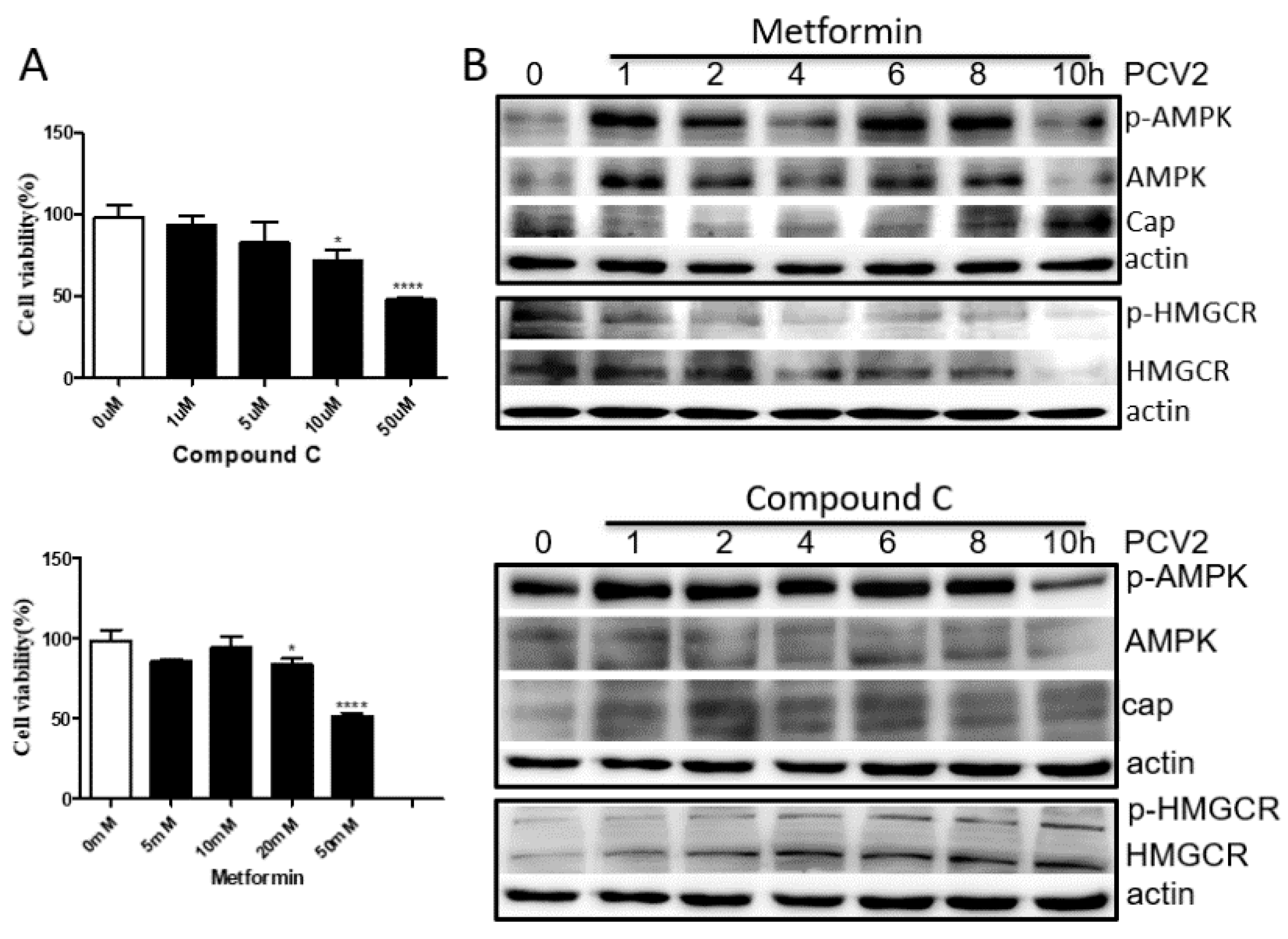 Viruses 11 00544 g004