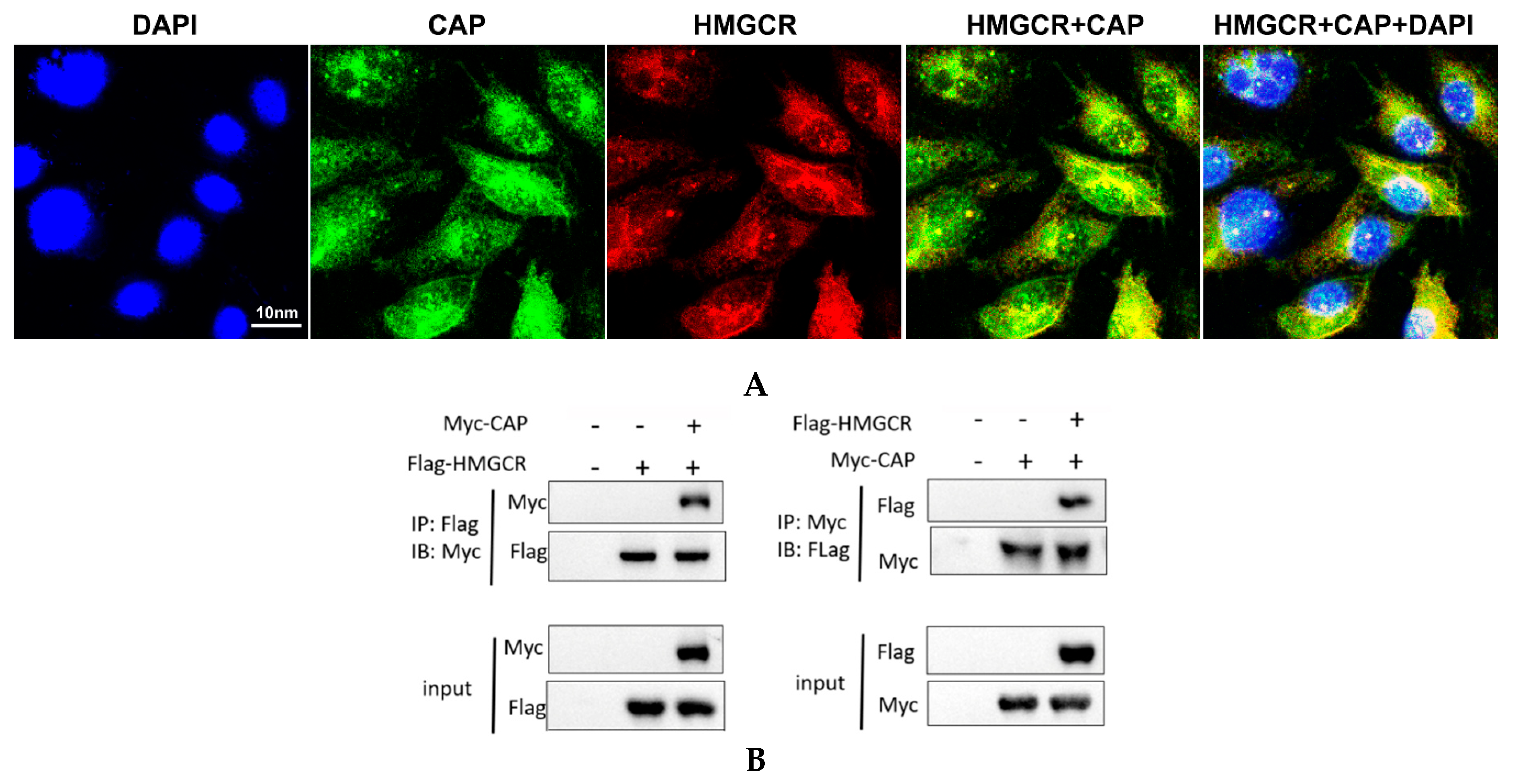 Viruses 11 00544 g006