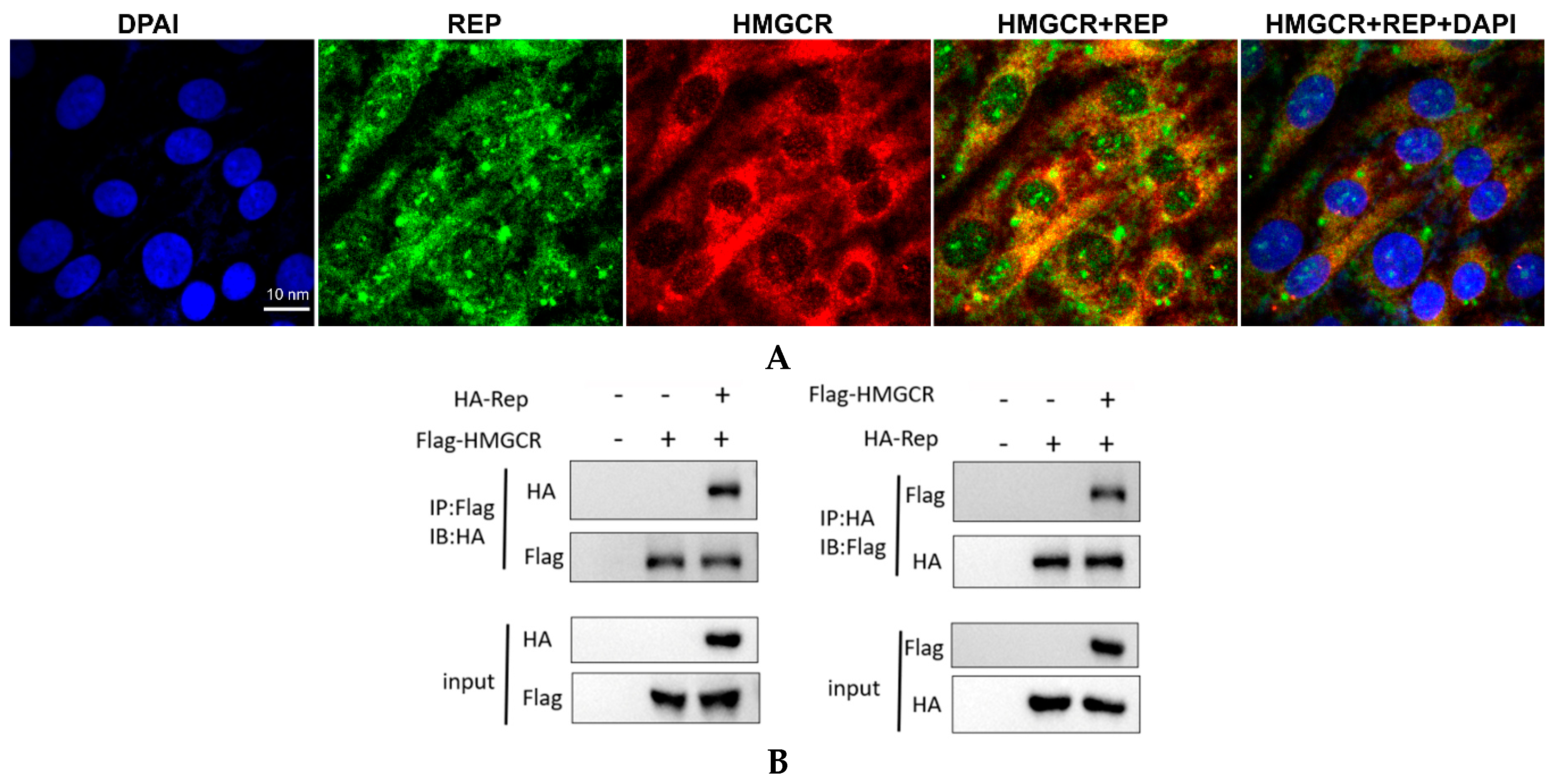 Viruses 11 00544 g007