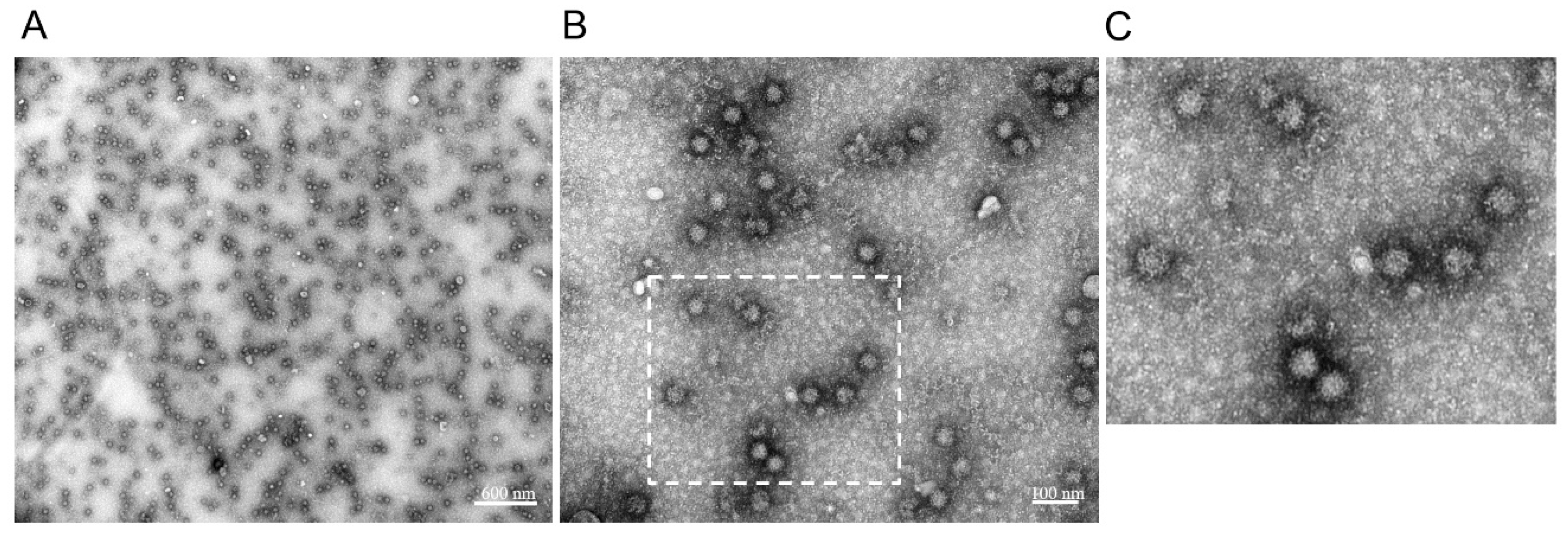 Viruses 11 00553 g003 Viruses 11 00553 g003