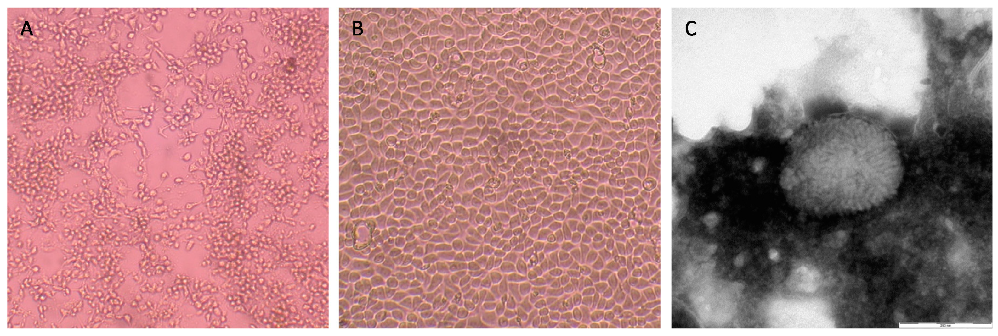 Viruses 11 00568 g001 Viruses 11 00568 g001
