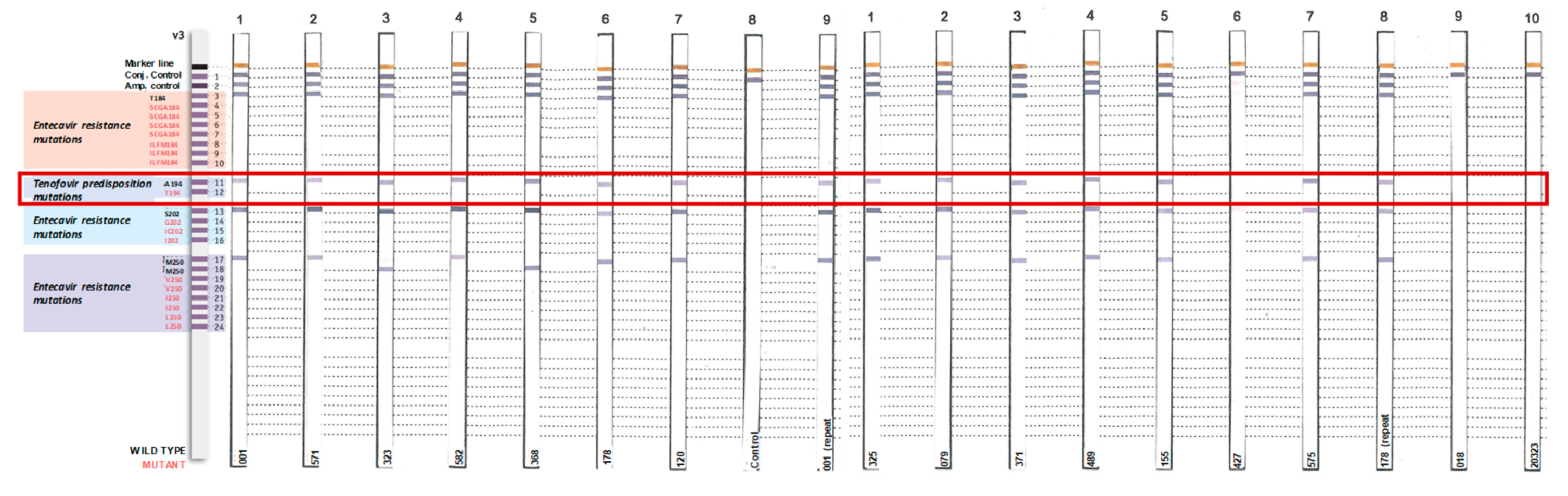 Viruses 11 00569 g004