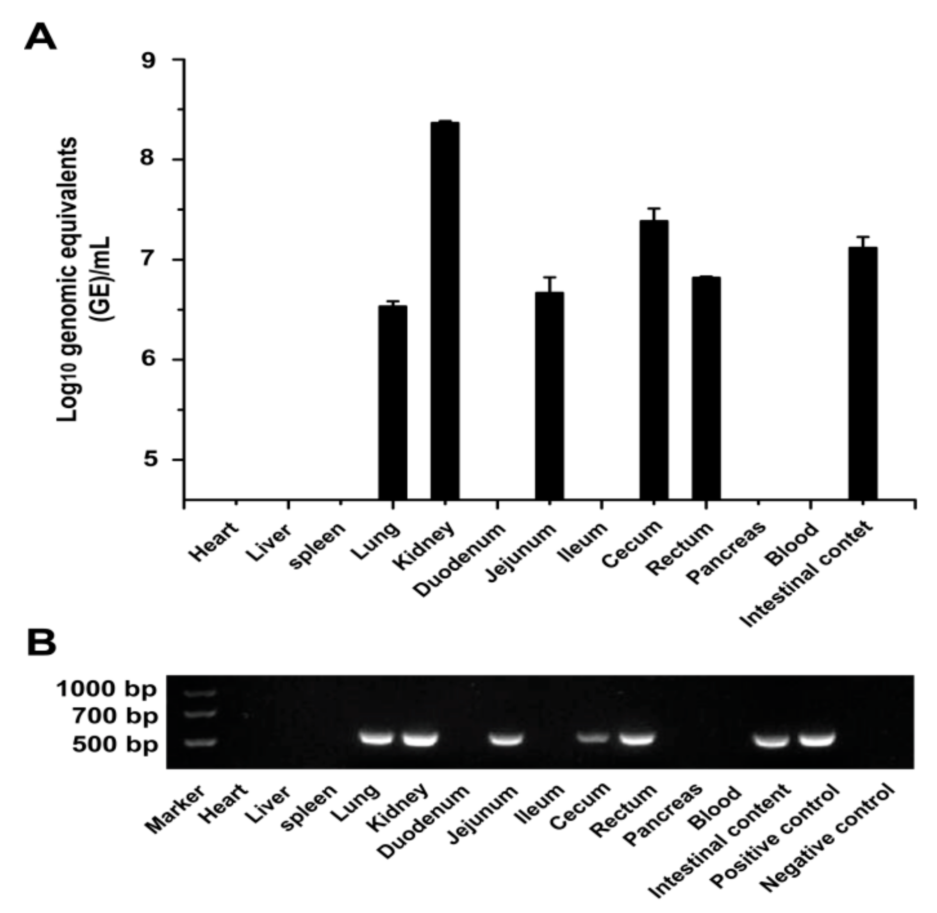 Viruses 11 00573 g002 Viruses 11 00573 g002
