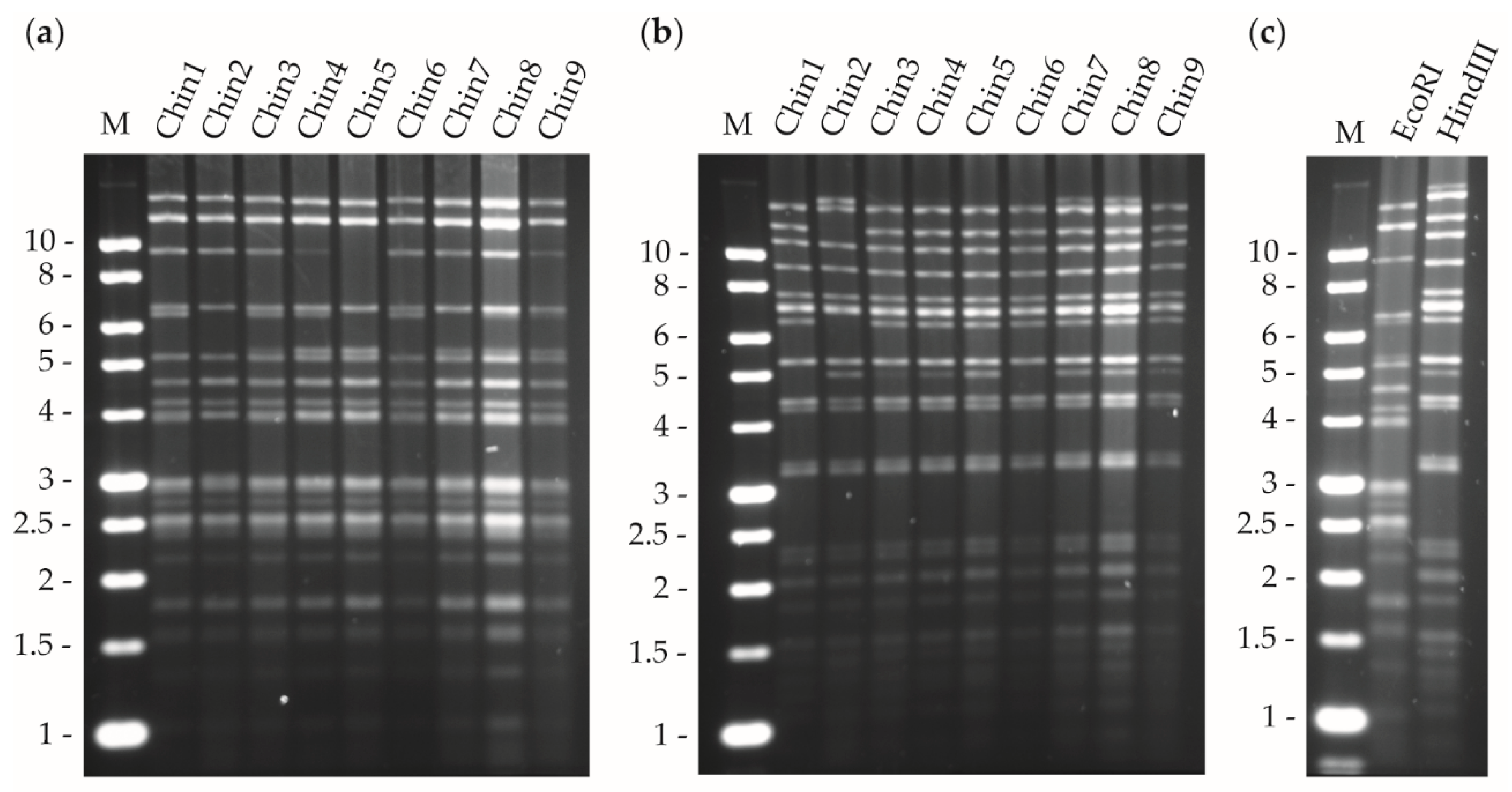 Viruses 11 00581 g001