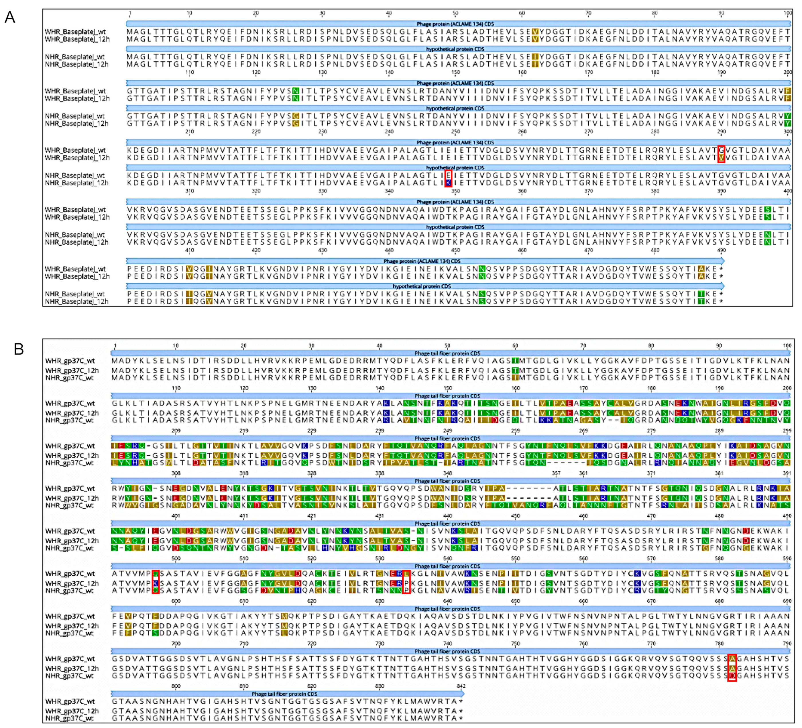 Viruses 11 00586 g005