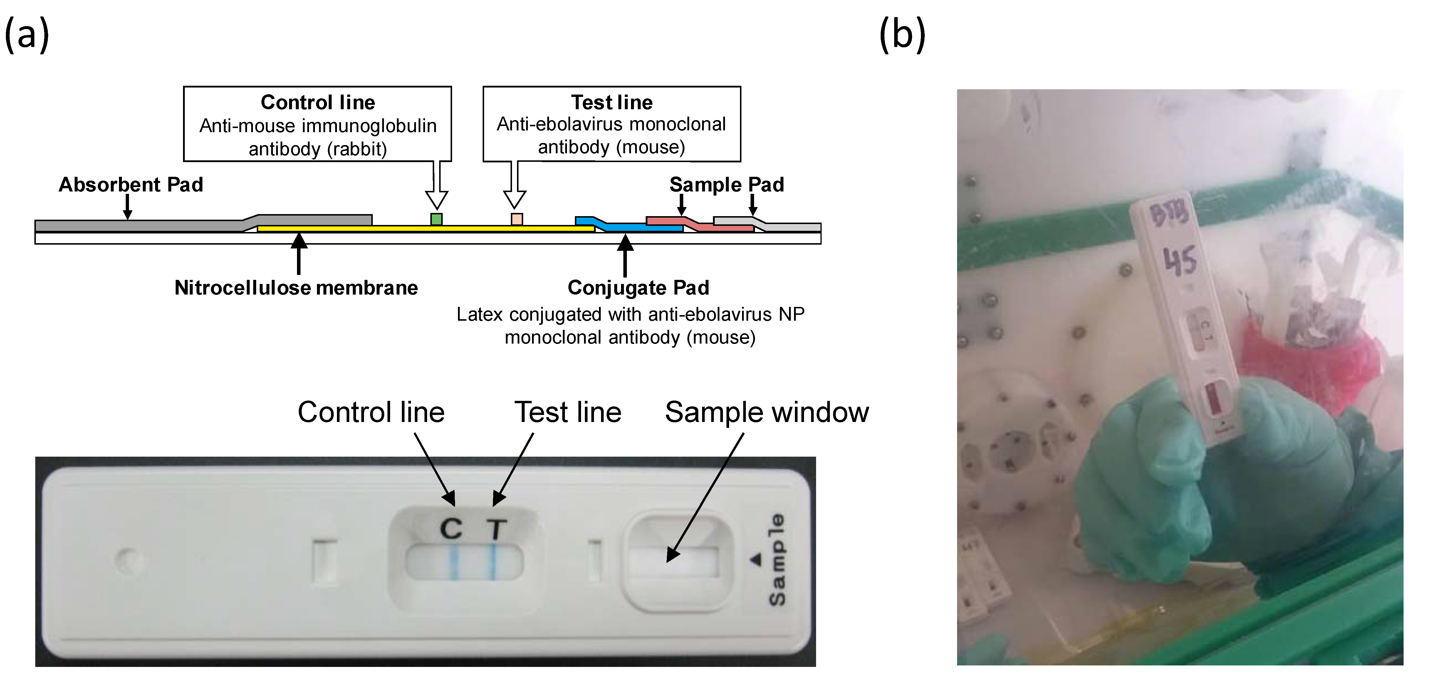 Viruses 11 00589 g001 Viruses 11 00589 g001