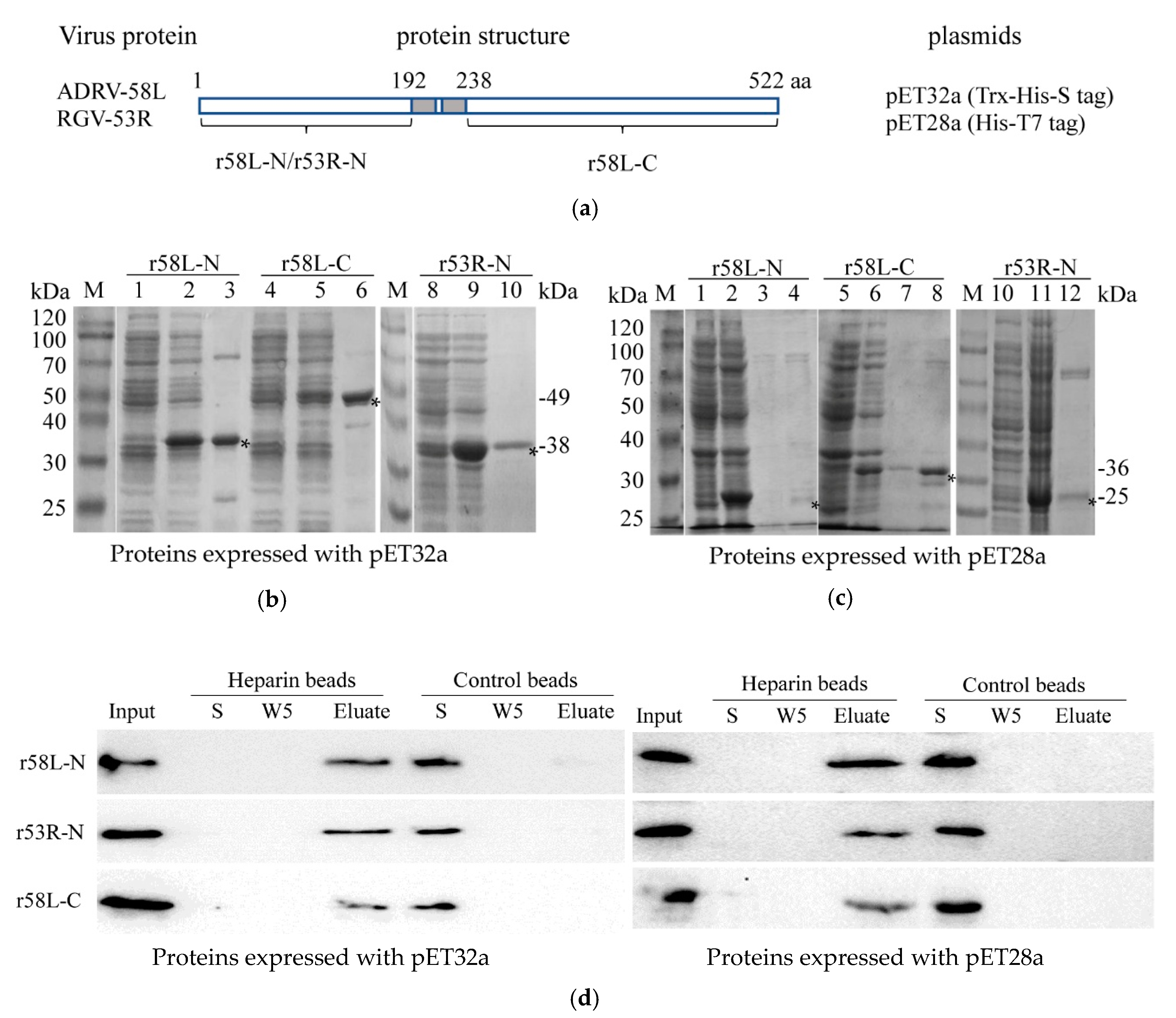 Viruses 11 00593 g005
