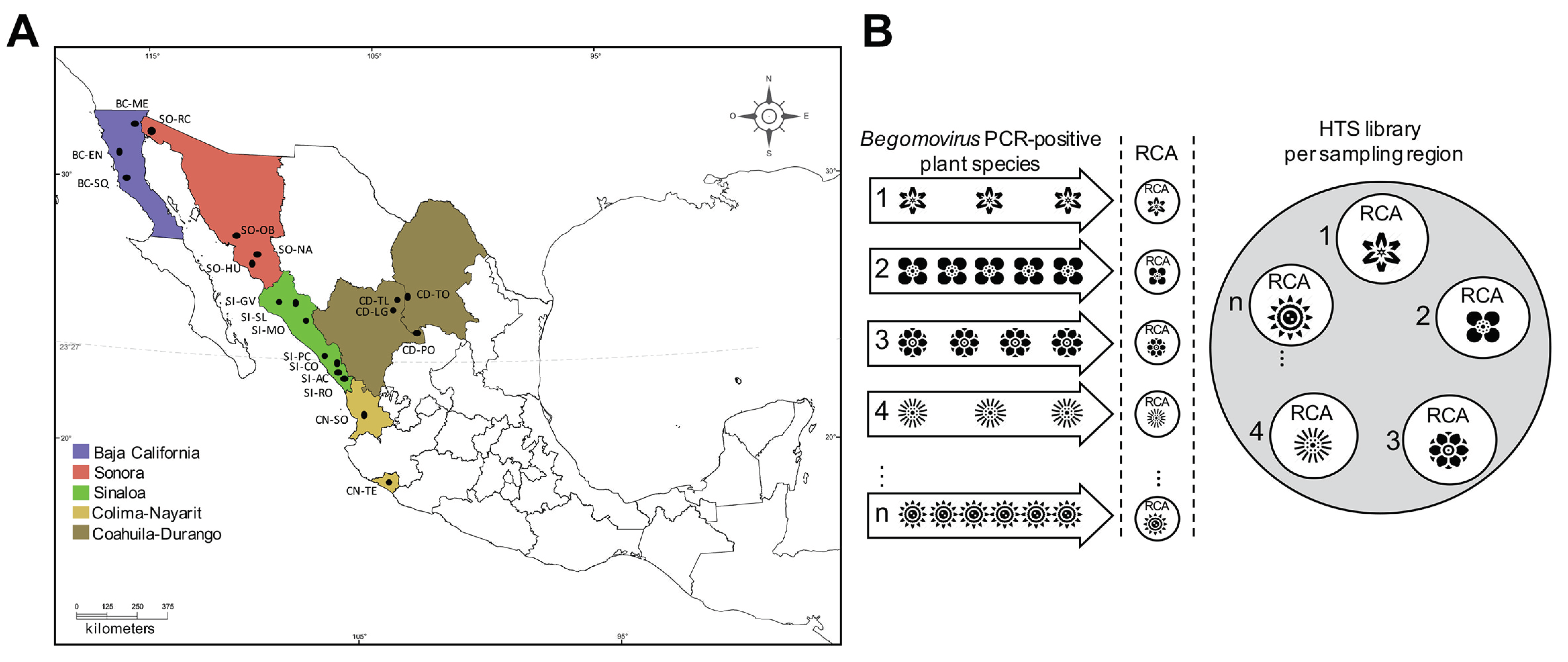 Viruses 11 00594 g001
