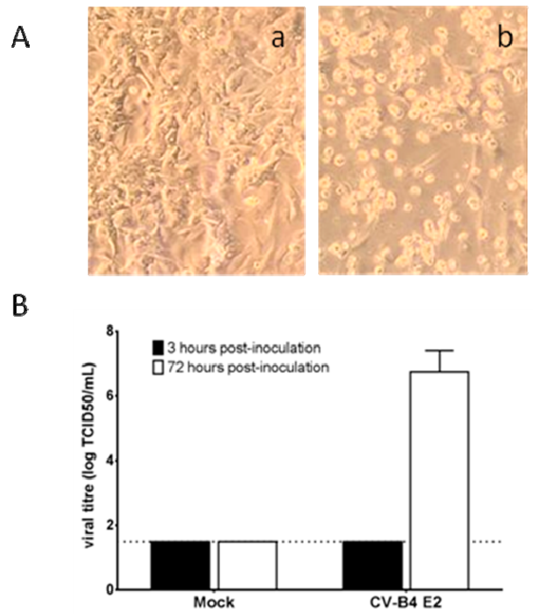 Viruses 11 00597 g002 Viruses 11 00597 g002