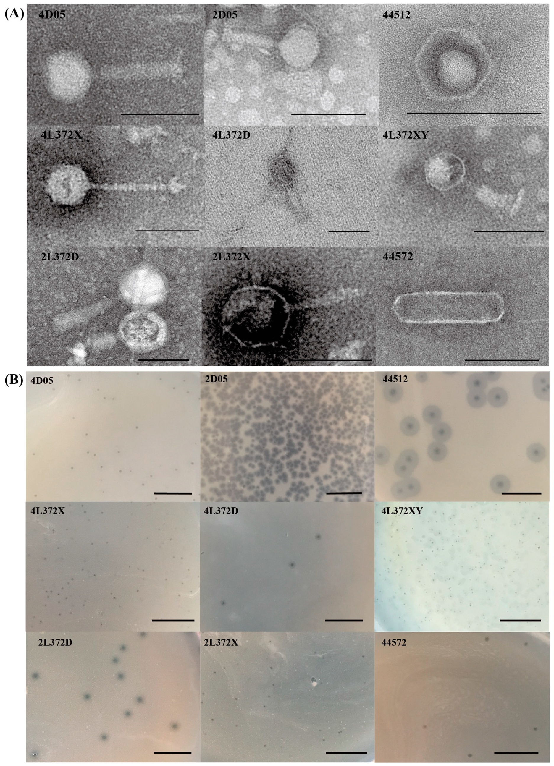 Viruses 11 00615 g001