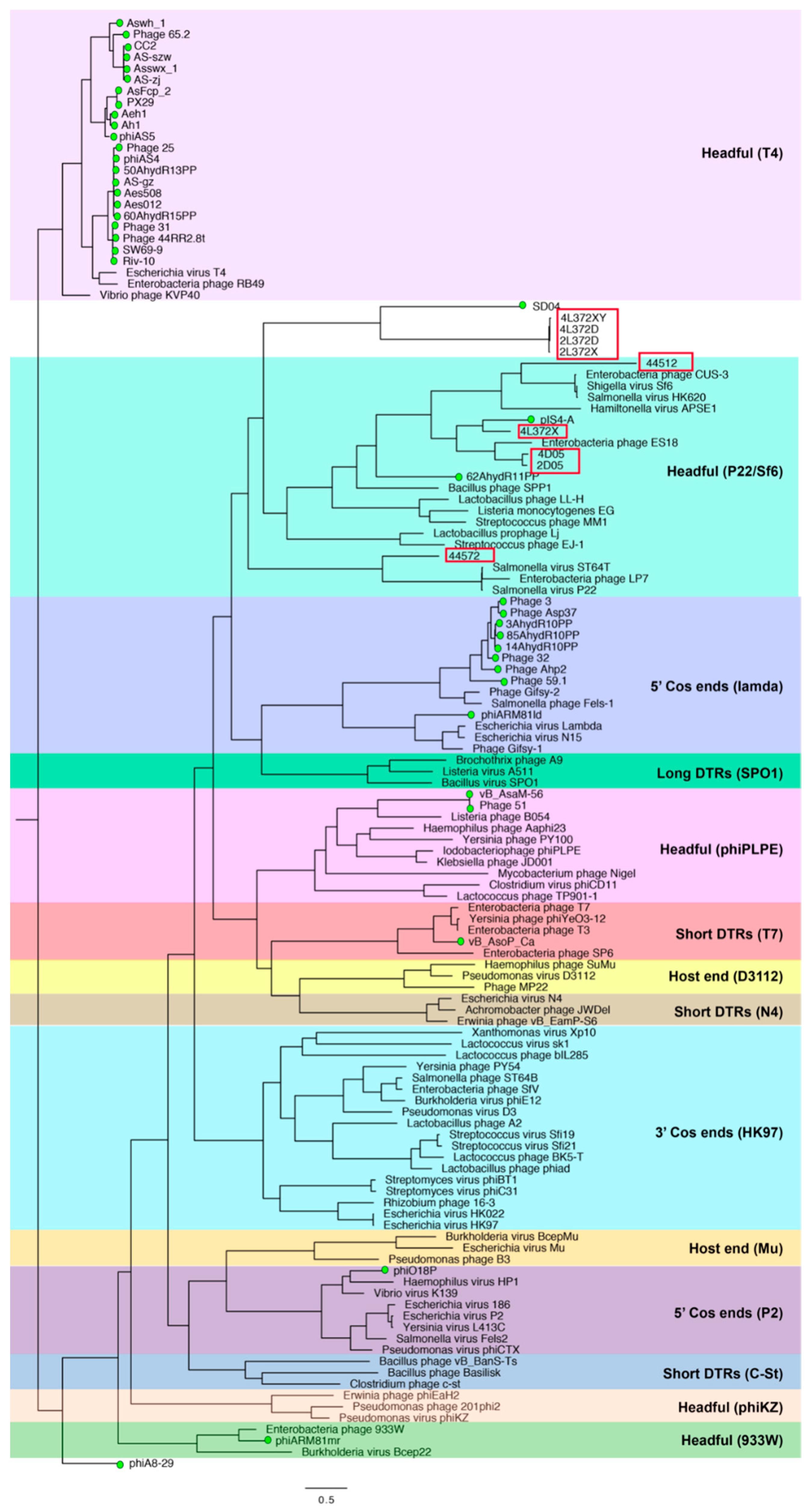 Viruses 11 00615 g006