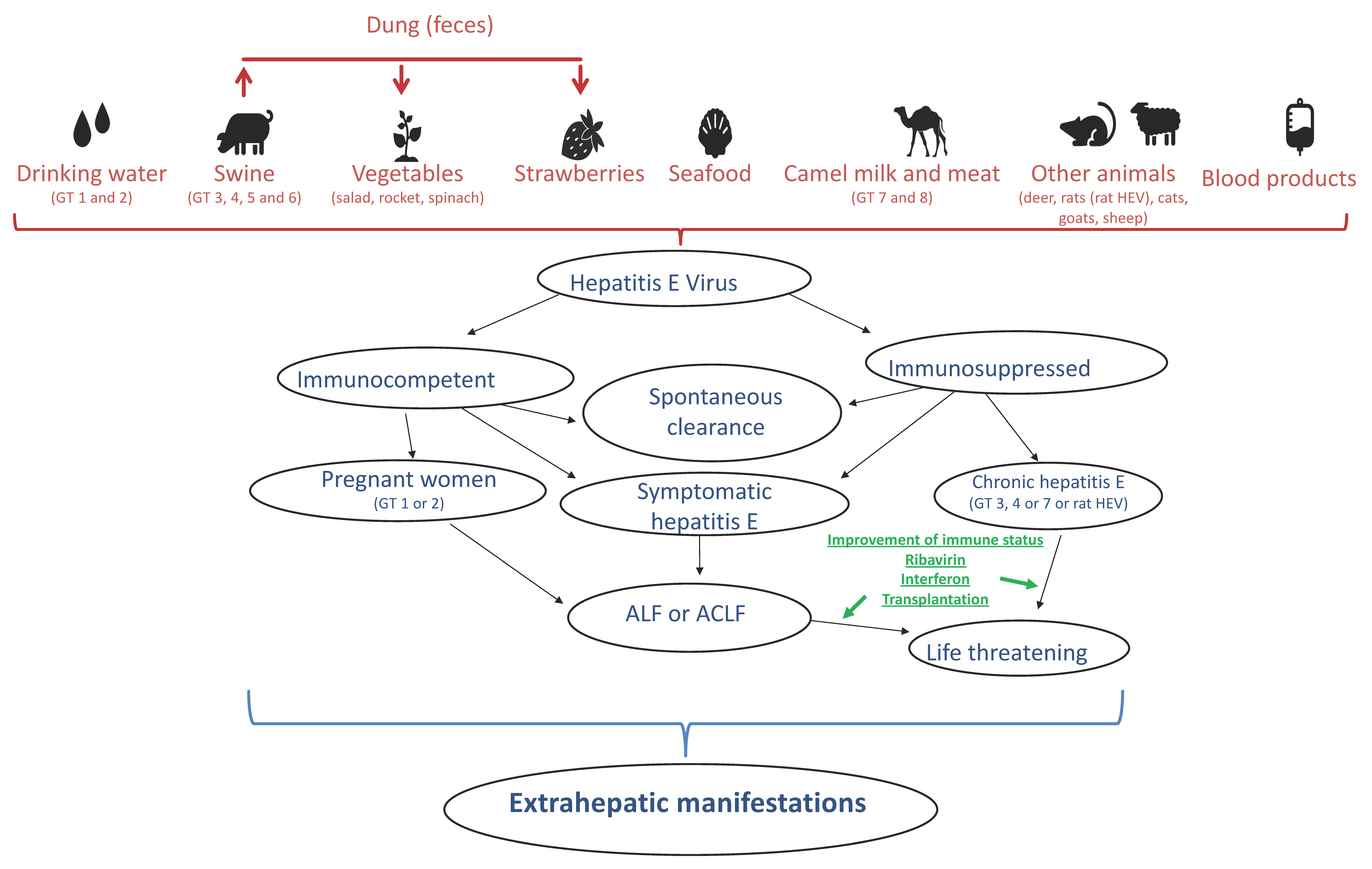 Viruses 11 00617 g001
