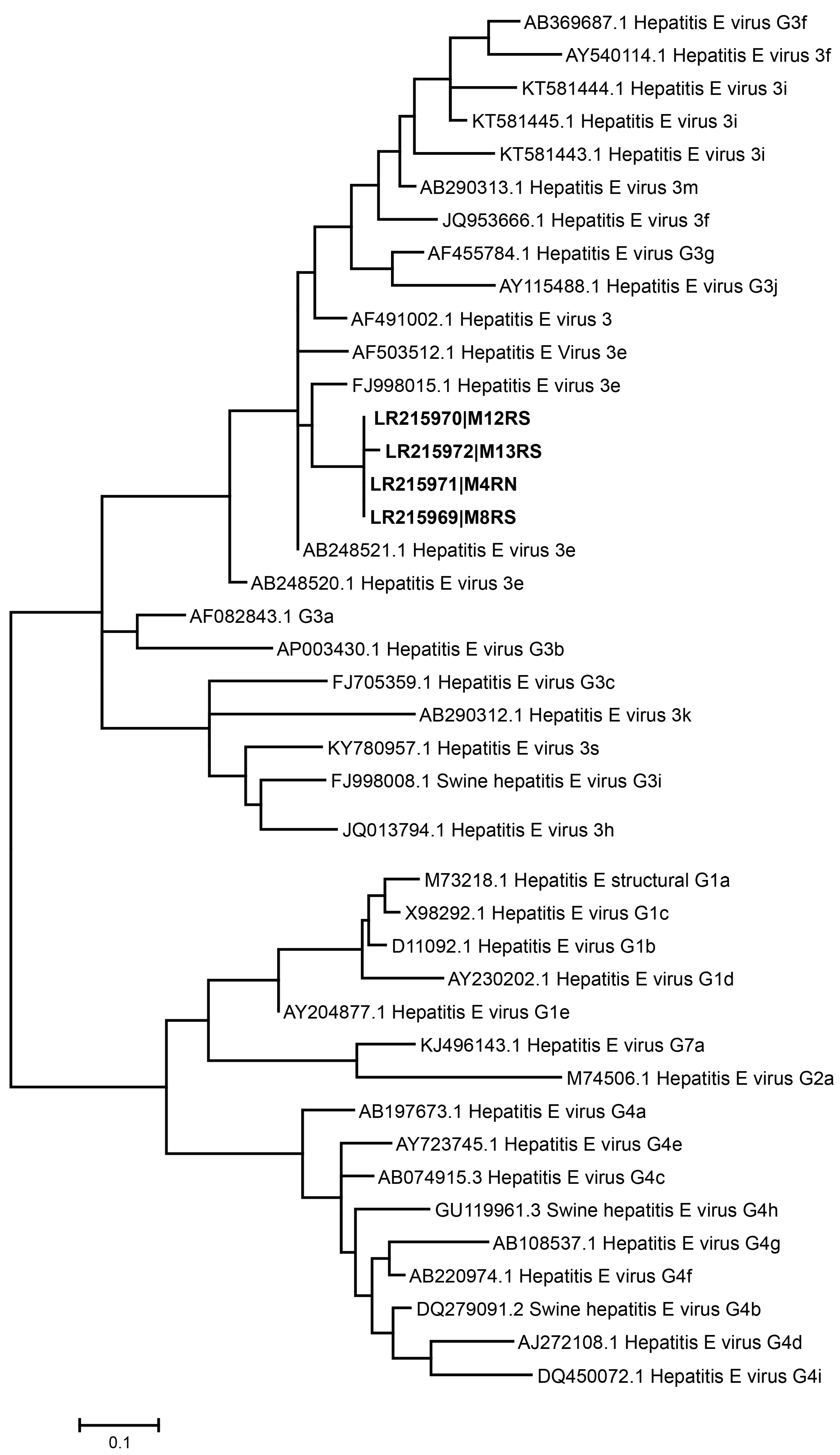 Viruses 11 00618 g002