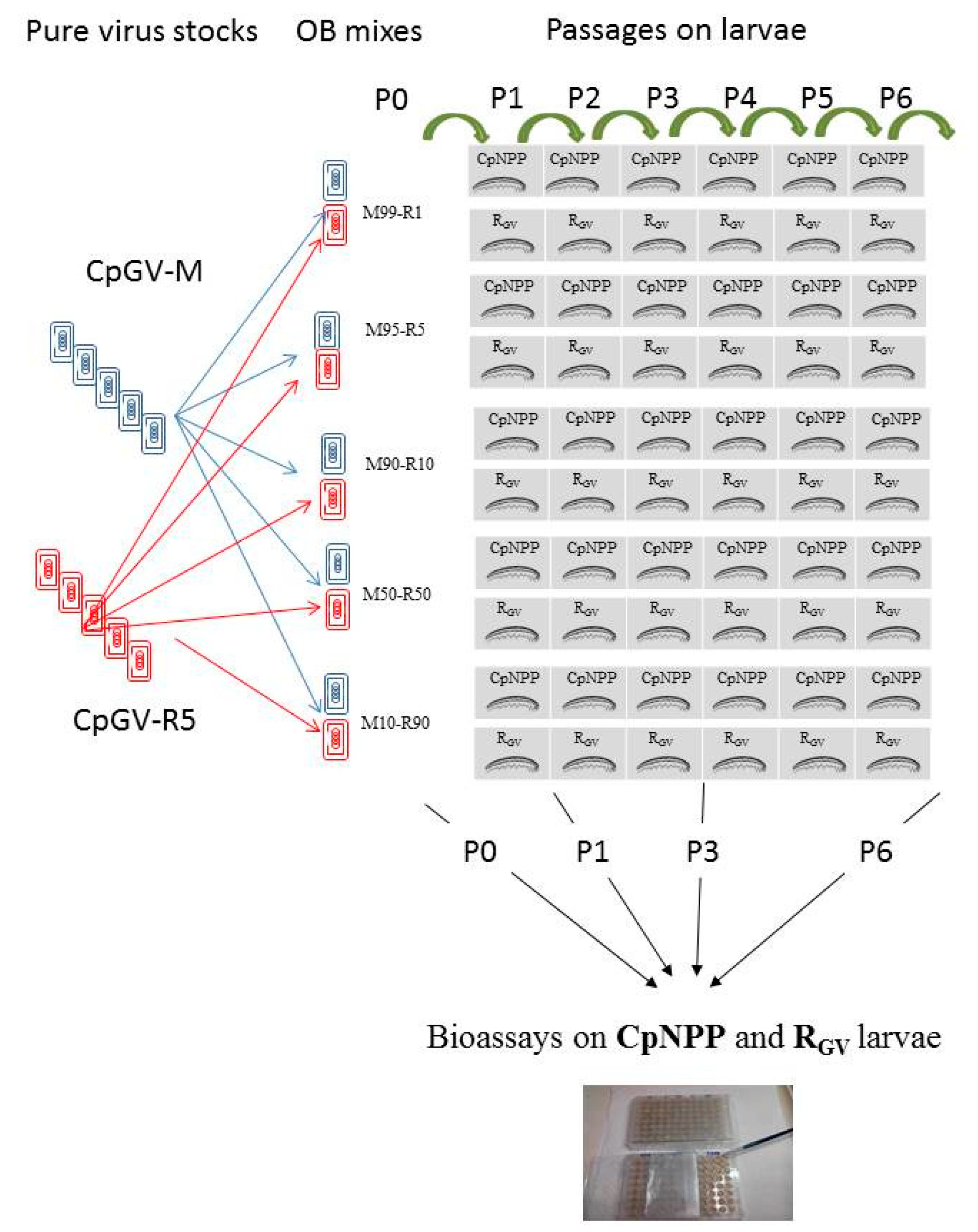 Viruses 11 00621 g001