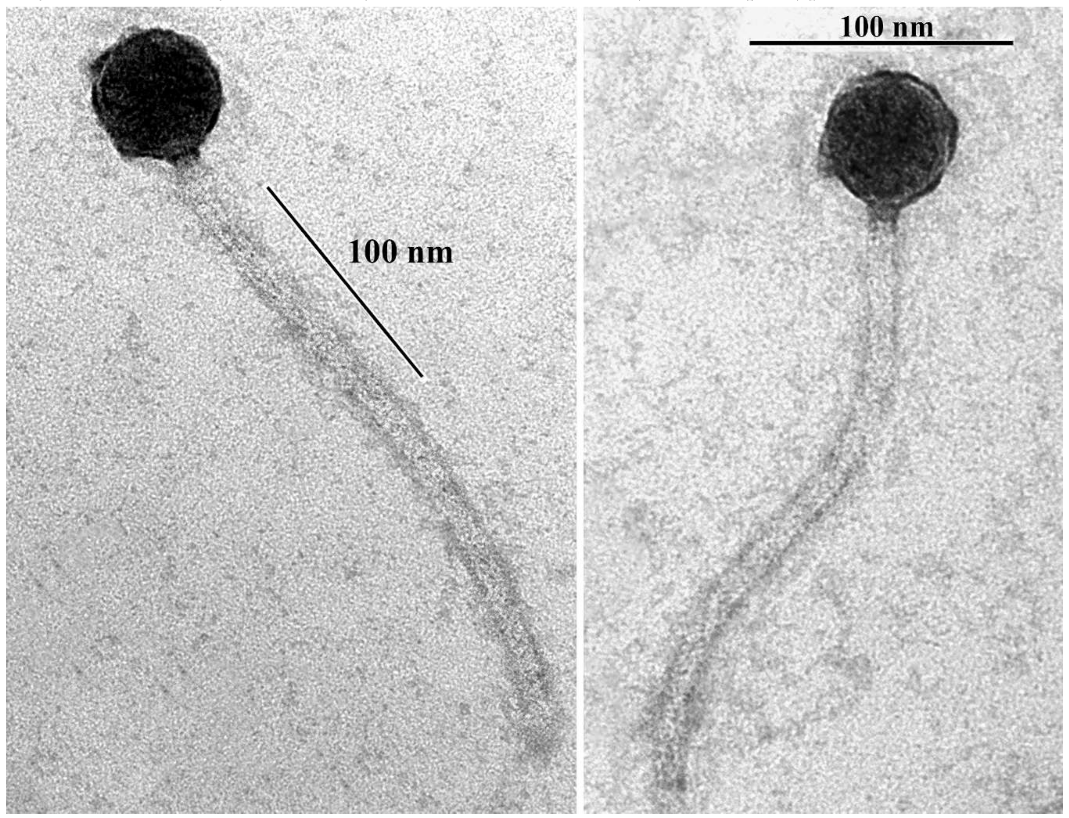 Viruses 11 00624 g001 Viruses 11 00624 g001