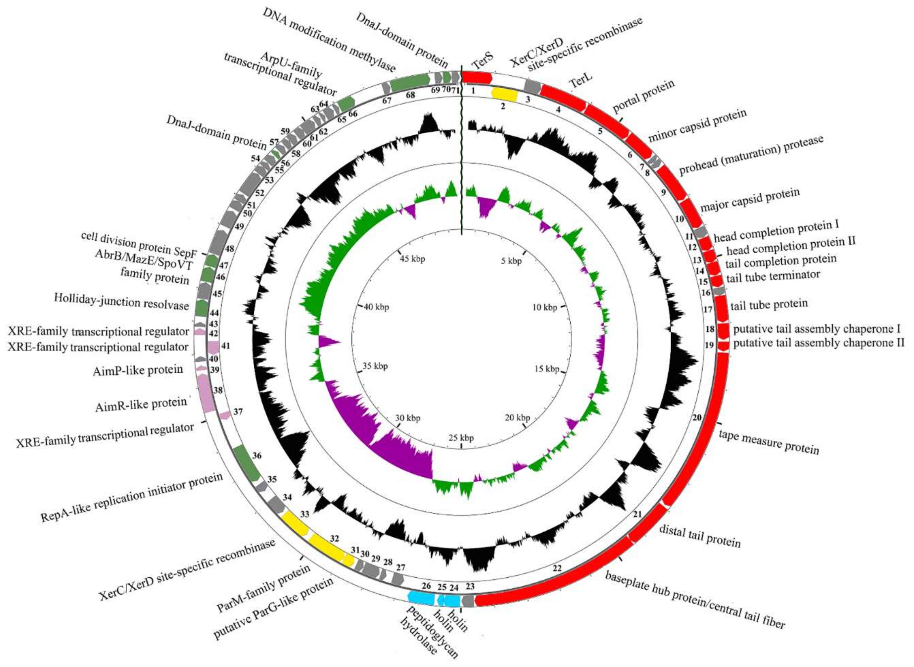 Viruses 11 00624 g002 Viruses 11 00624 g002