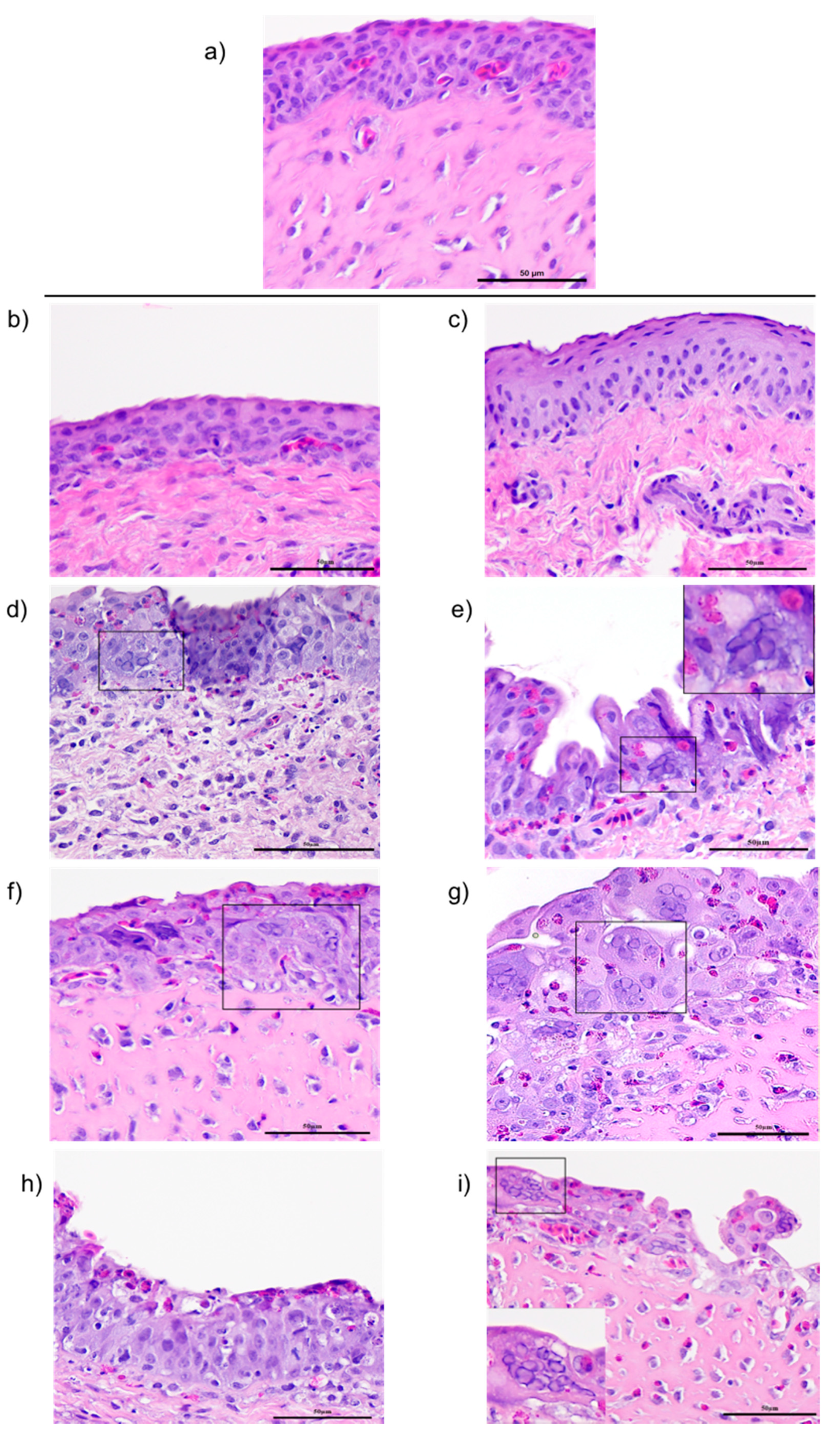 Viruses 11 00635 g003 Viruses 11 00635 g003