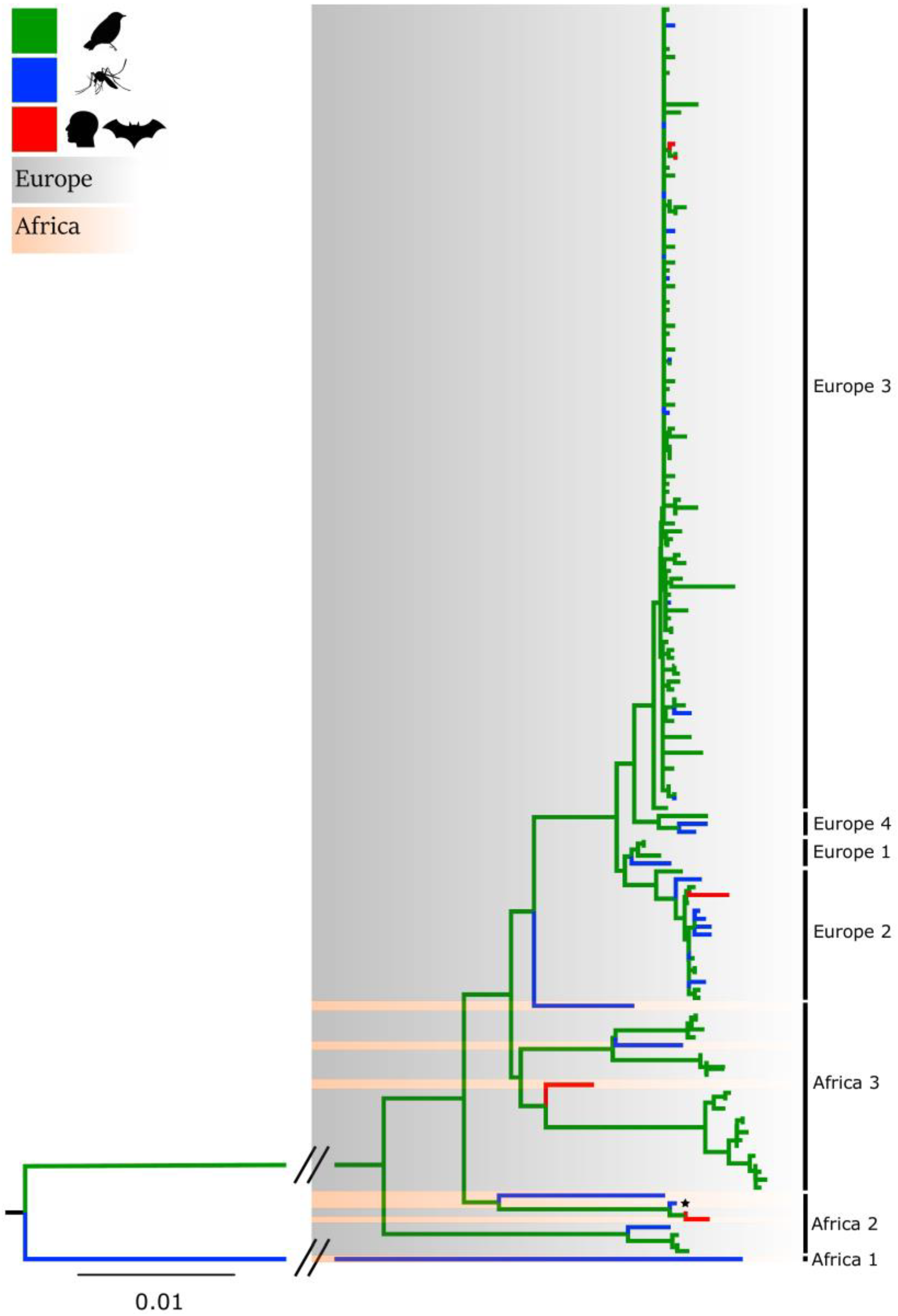 Viruses 11 00640 g001
