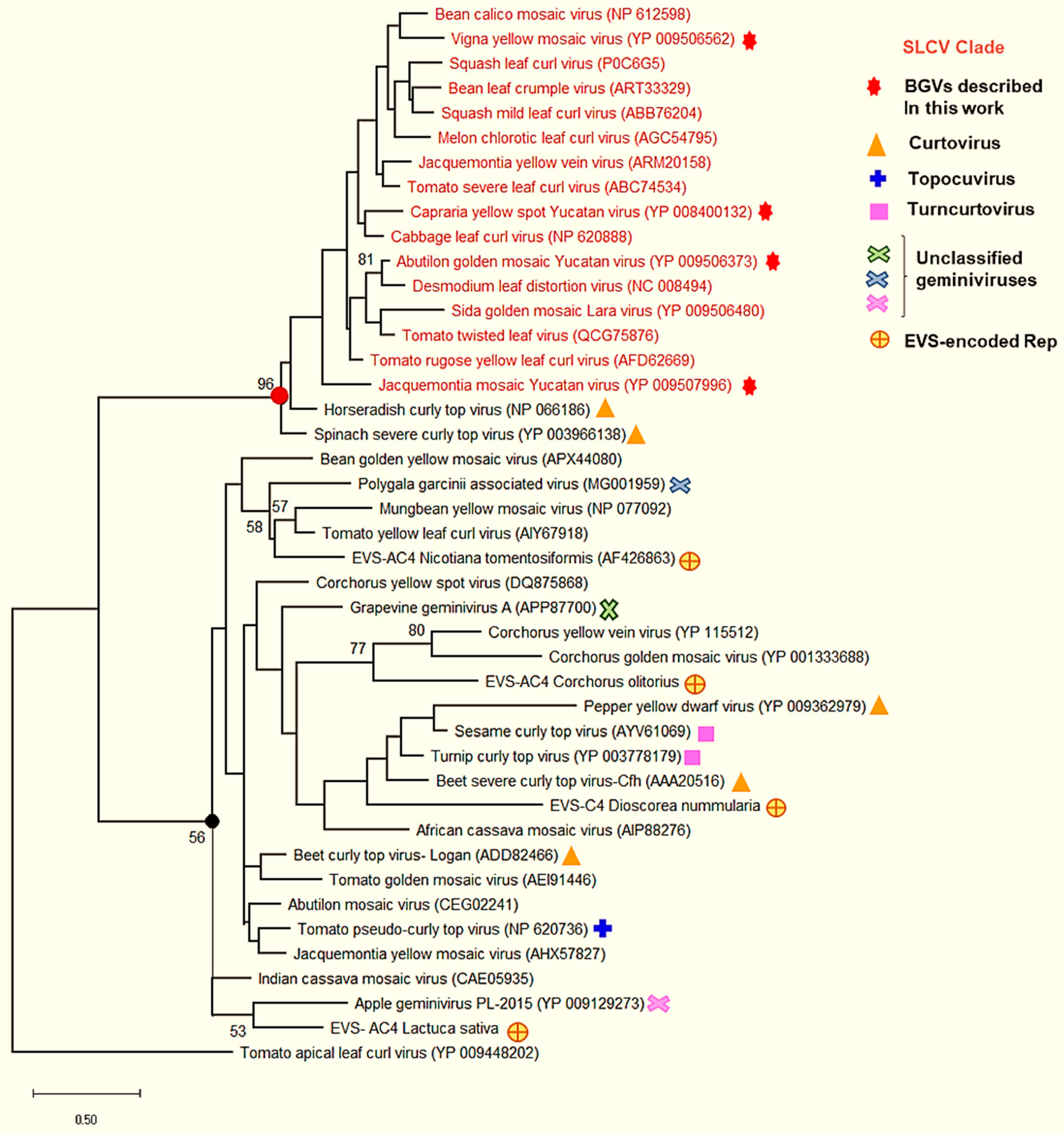 Viruses 11 00644 g005 Viruses 11 00644 g005