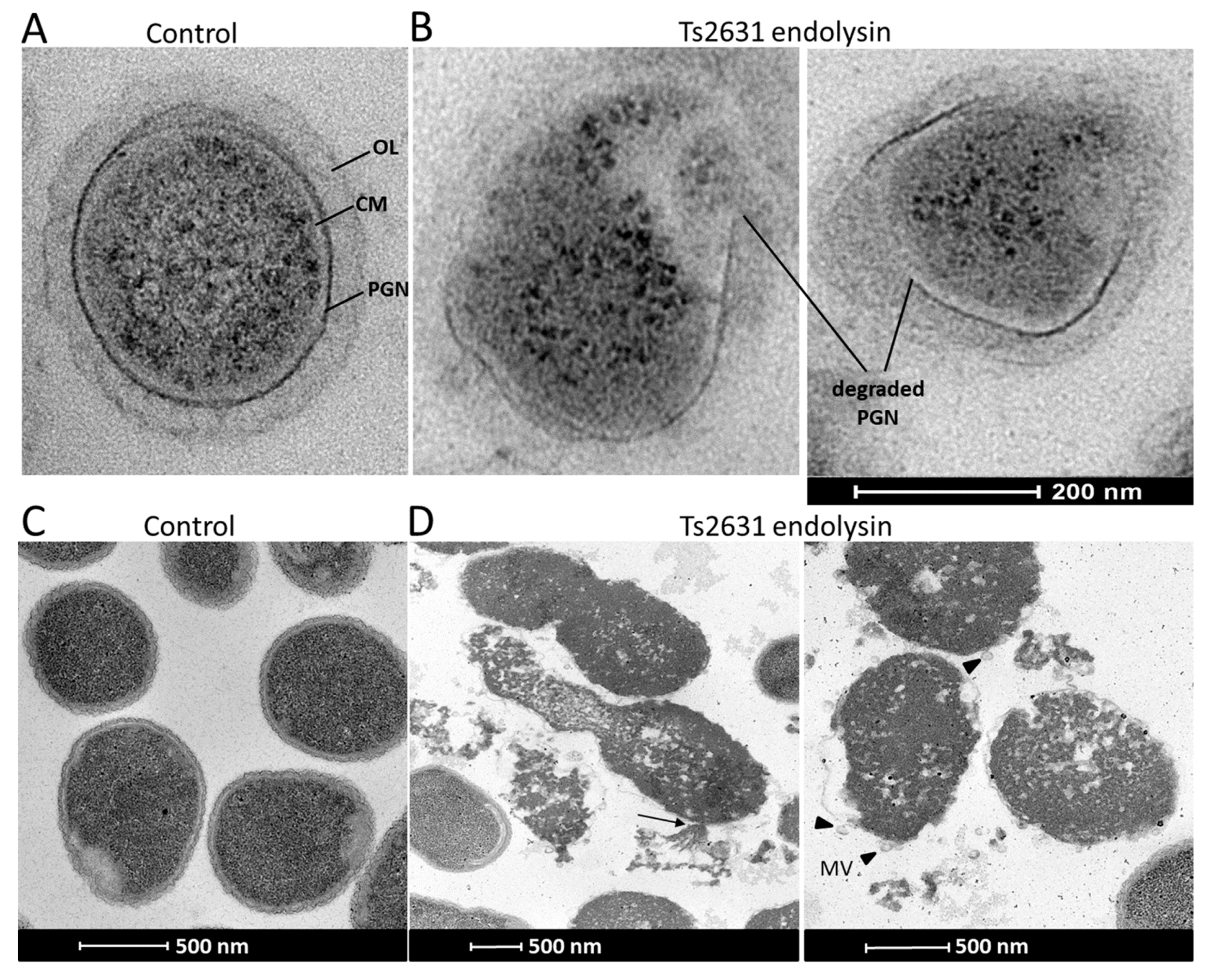 Viruses 11 00657 g002
