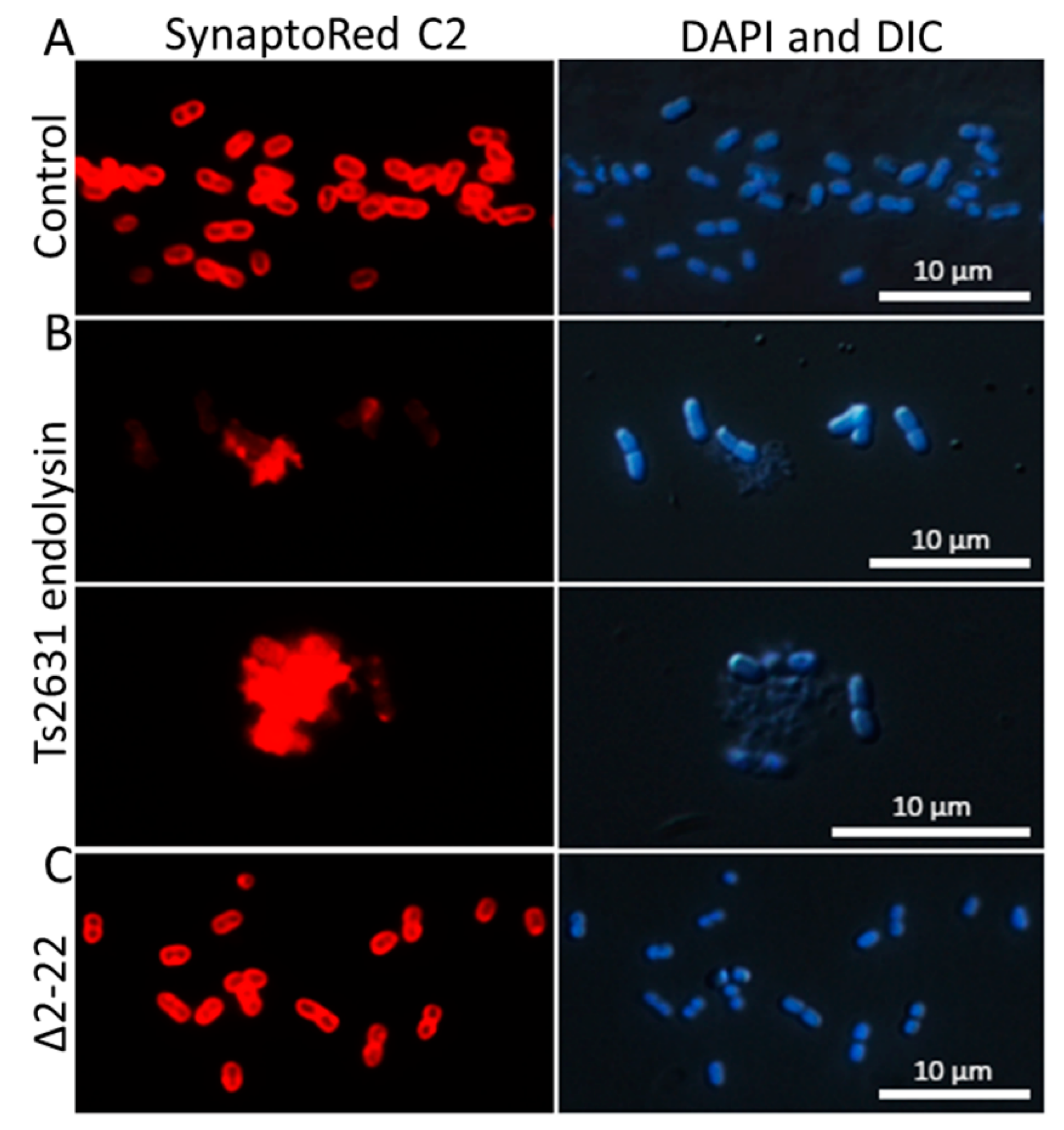 Viruses 11 00657 g003
