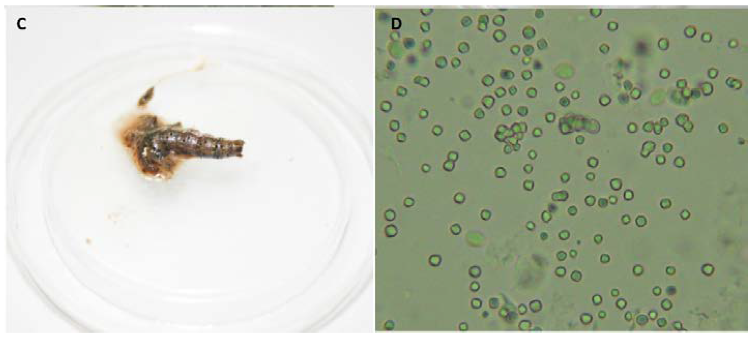 Viruses 11 00684 g001b Viruses 11 00684 g001b