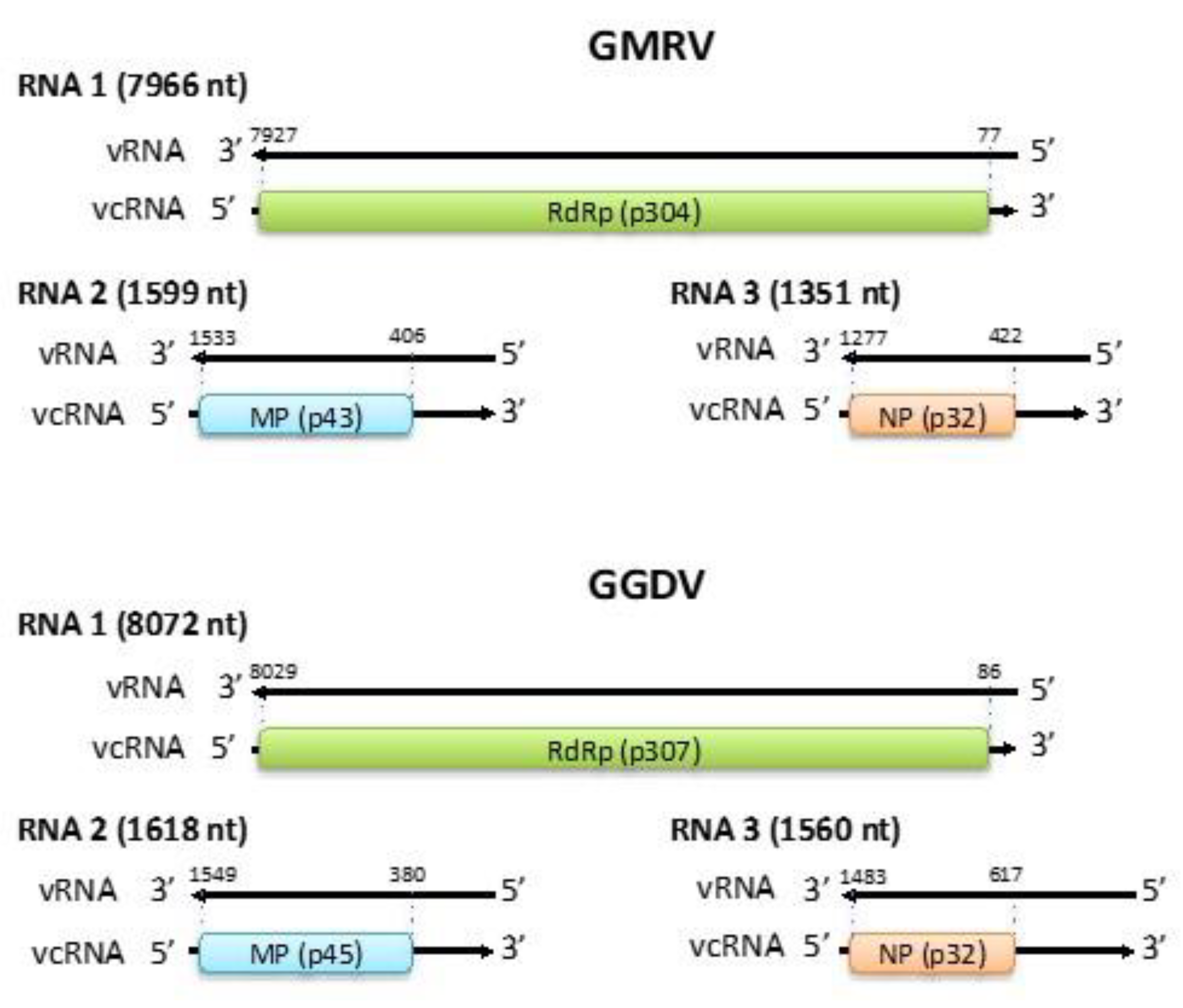 Viruses 11 00685 g001 Viruses 11 00685 g001