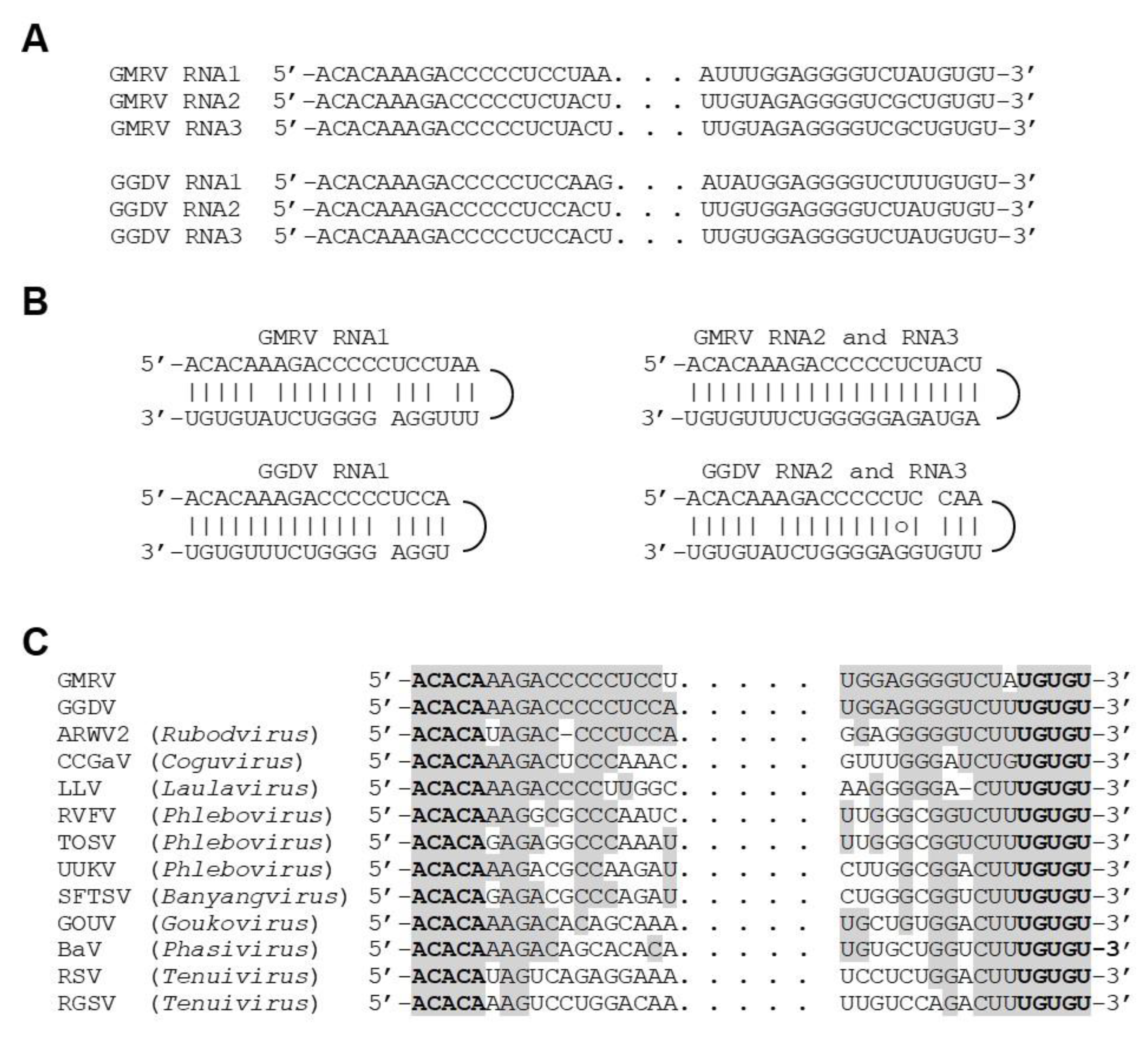 Viruses 11 00685 g002 Viruses 11 00685 g002