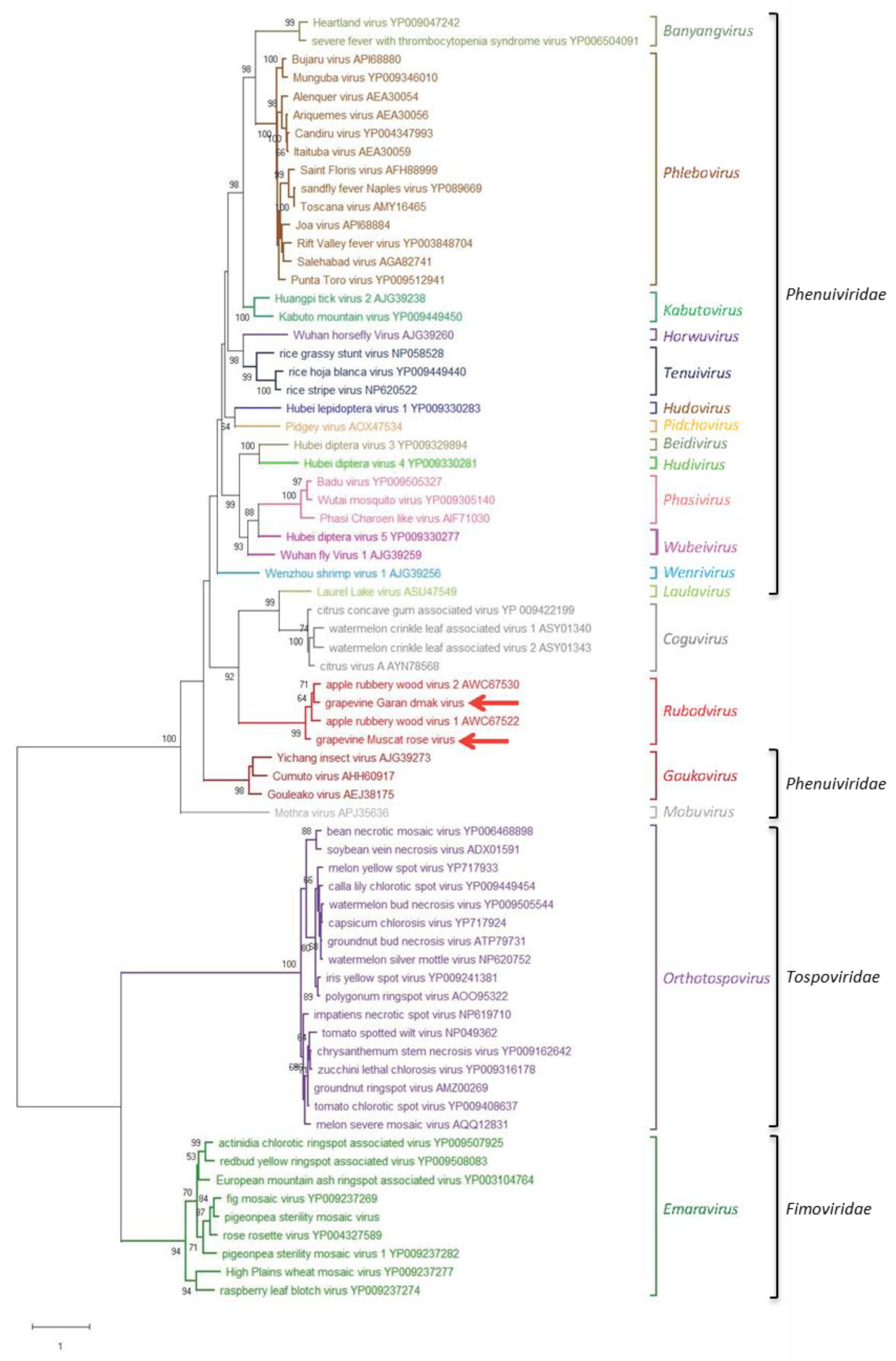Viruses 11 00685 g004 Viruses 11 00685 g004