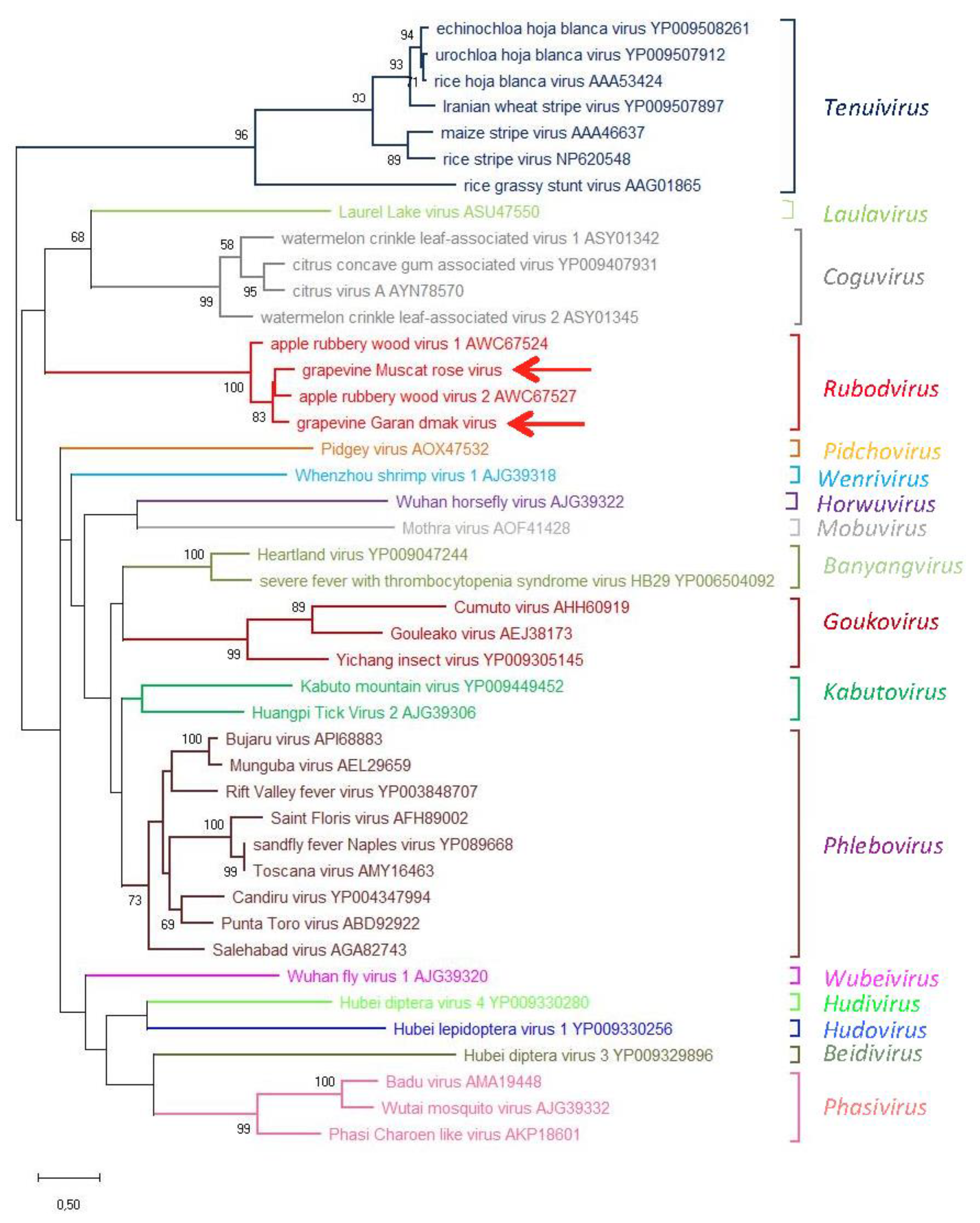 Viruses 11 00685 g005 Viruses 11 00685 g005