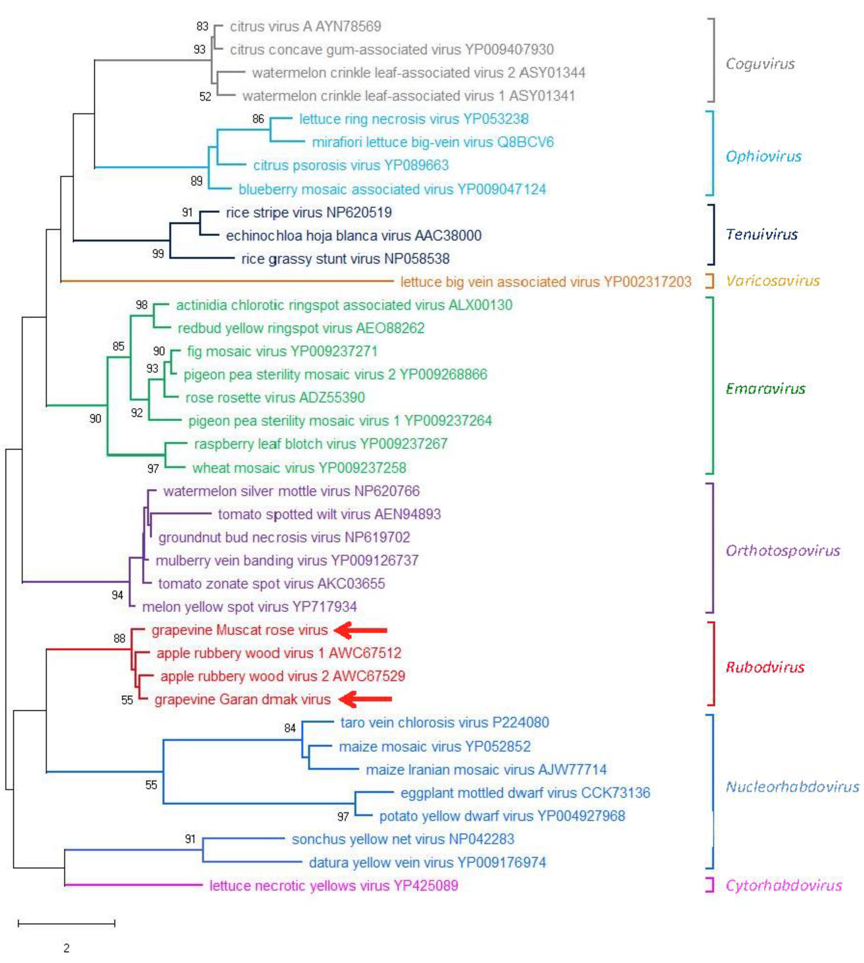 Viruses 11 00685 g006 Viruses 11 00685 g006