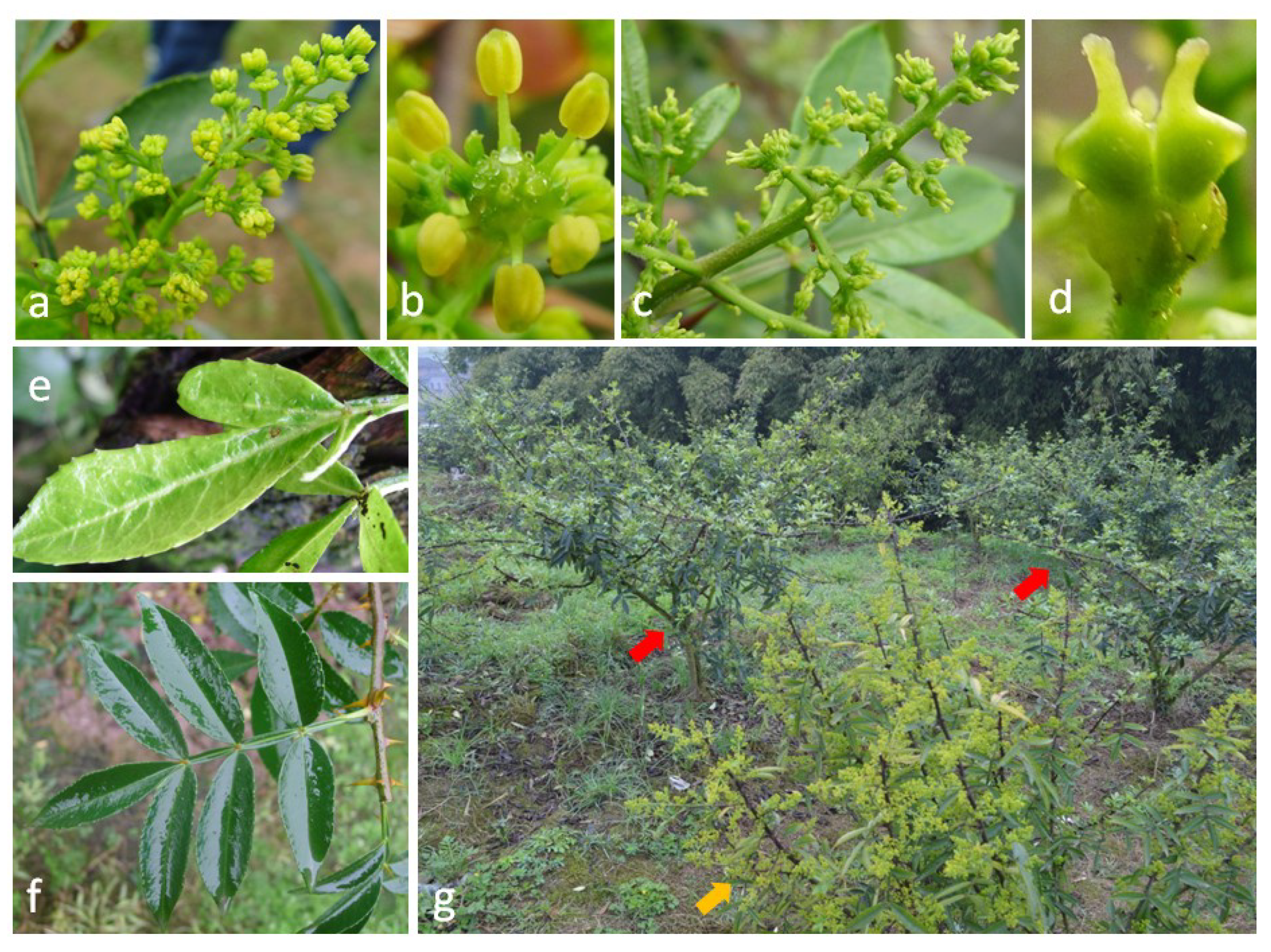 Viruses 11 00696 g001