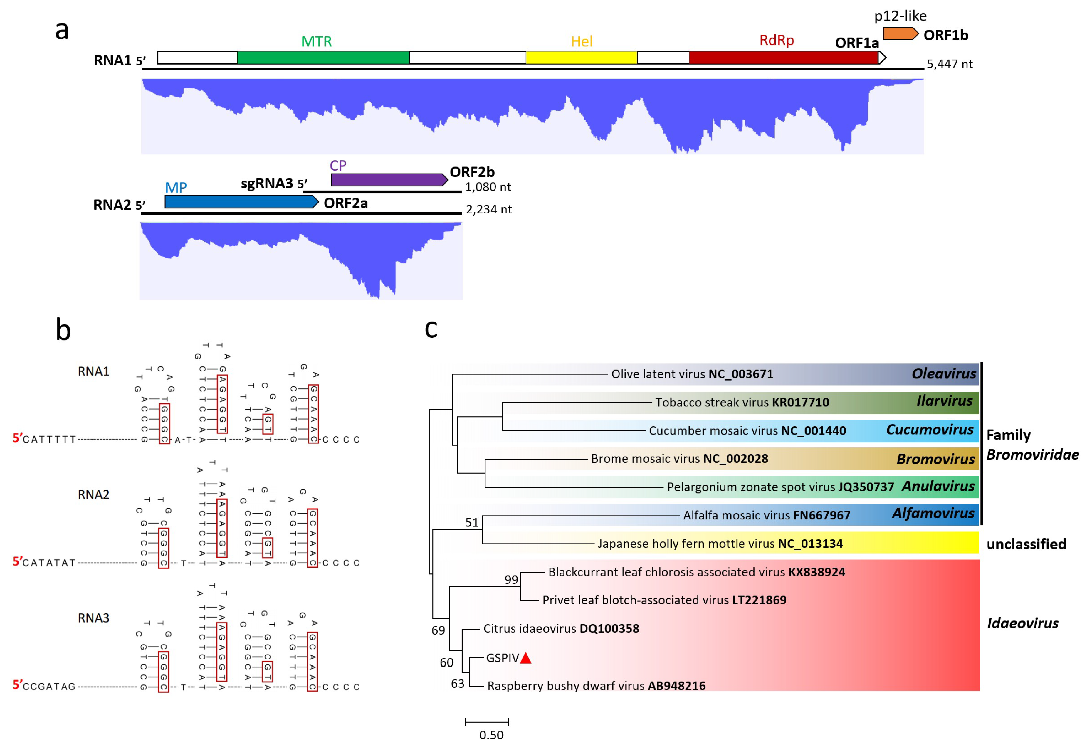 Viruses 11 00696 g003