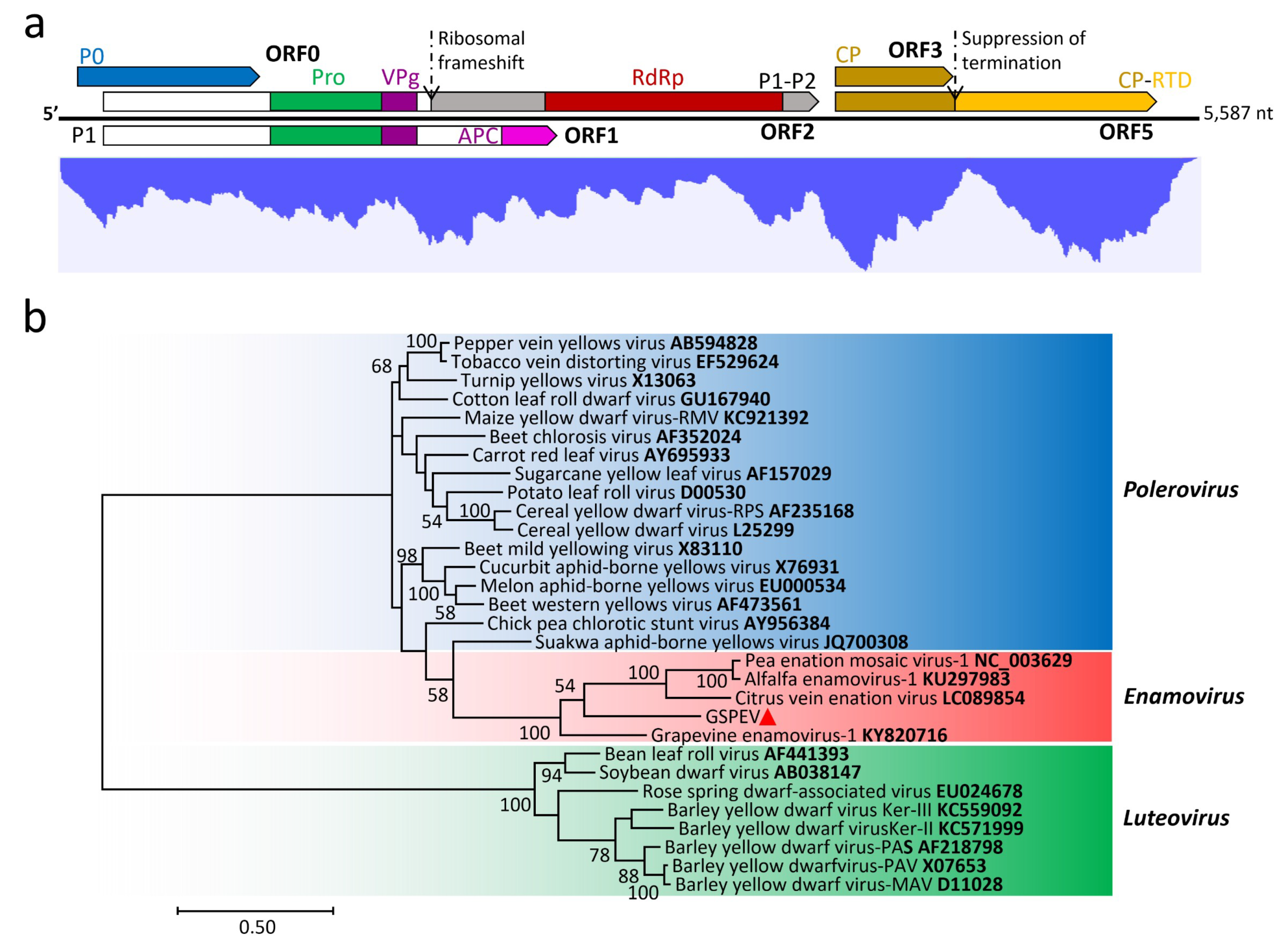 Viruses 11 00696 g004